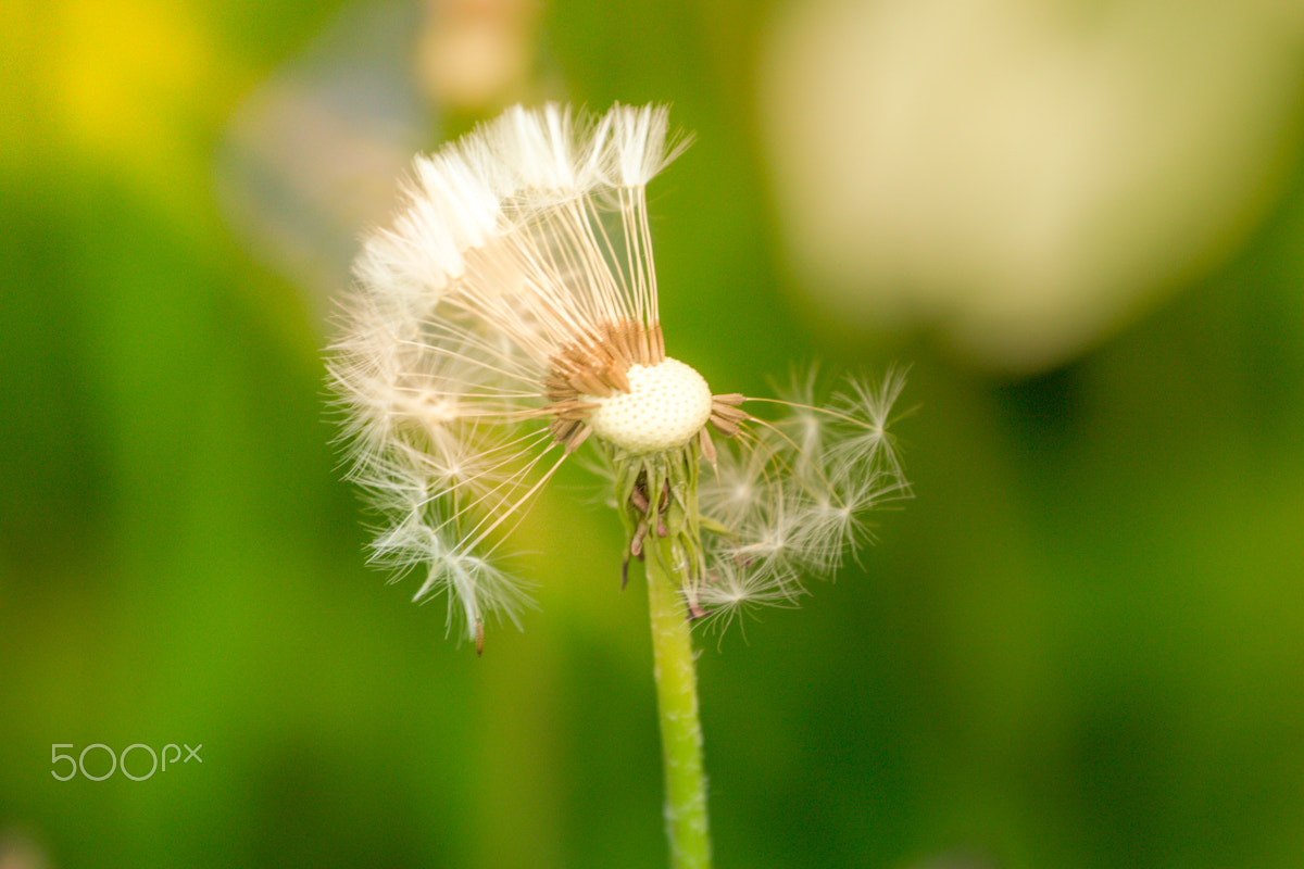 Canon EF 70-300mm F4-5.6L IS USM sample photo. Dandelion in the sun. photography