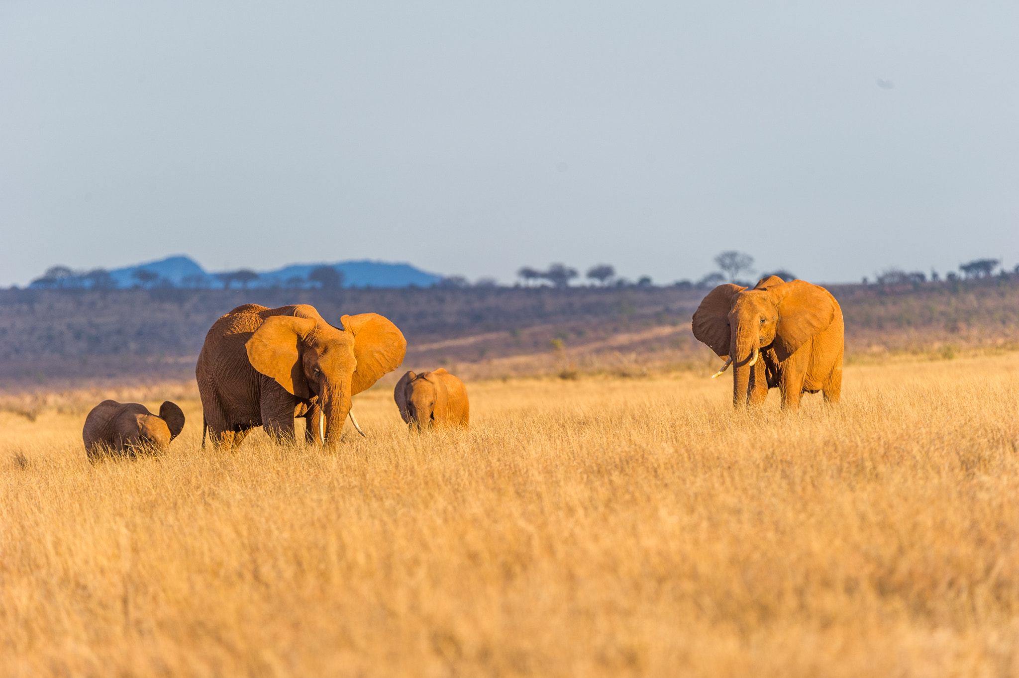 Nikon D3S sample photo. Golden elephants photography
