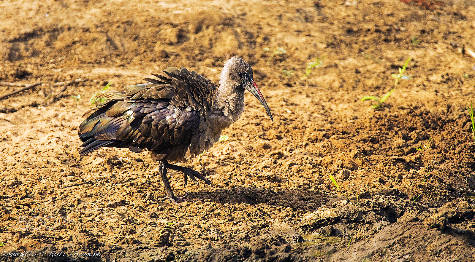 Tamron SP 150-600mm F5-6.3 Di VC USD sample photo. Ibis hadada .. photography