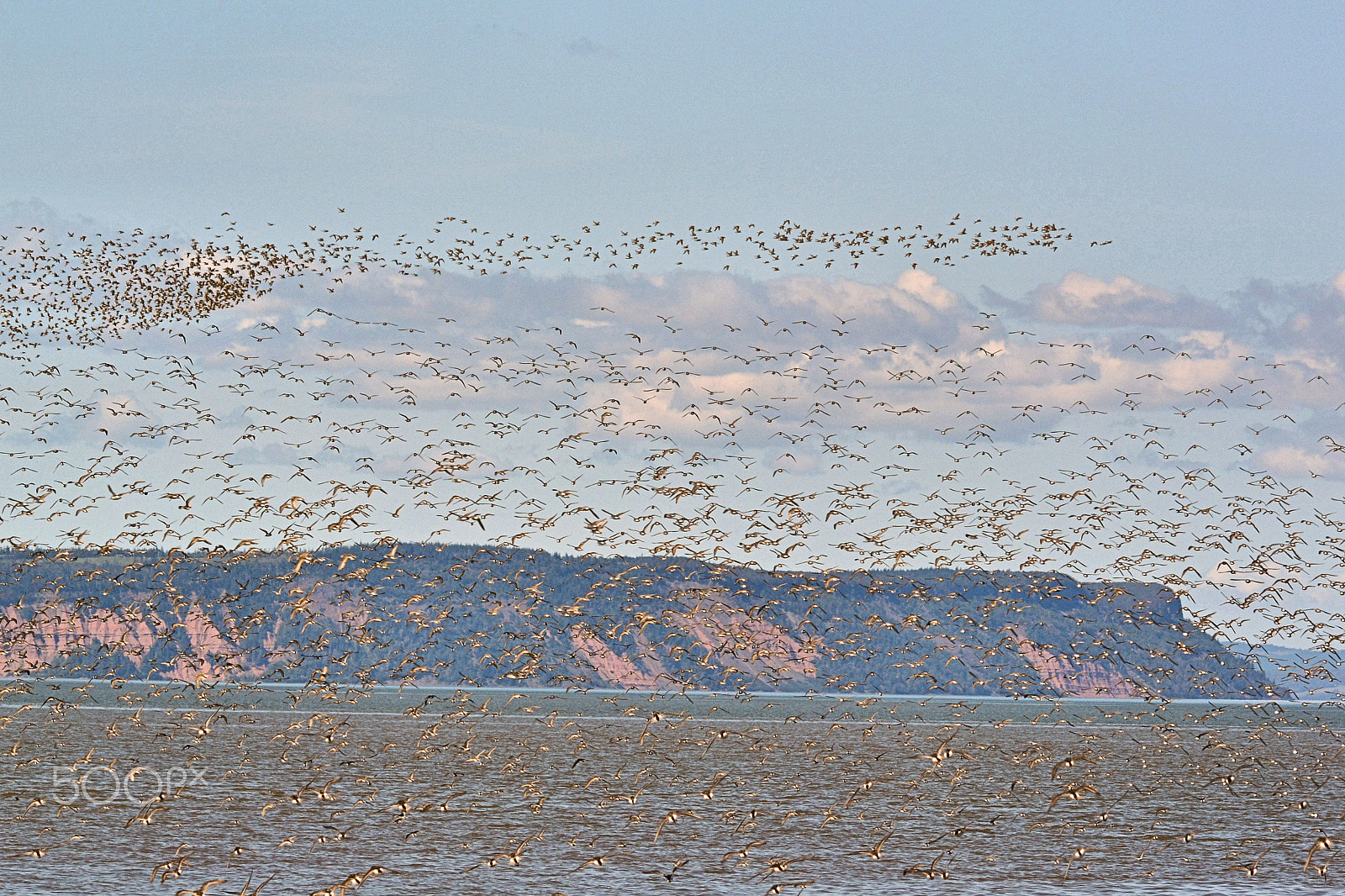 Nikon 1 V2 sample photo. Shore birds over cape blomidon photography