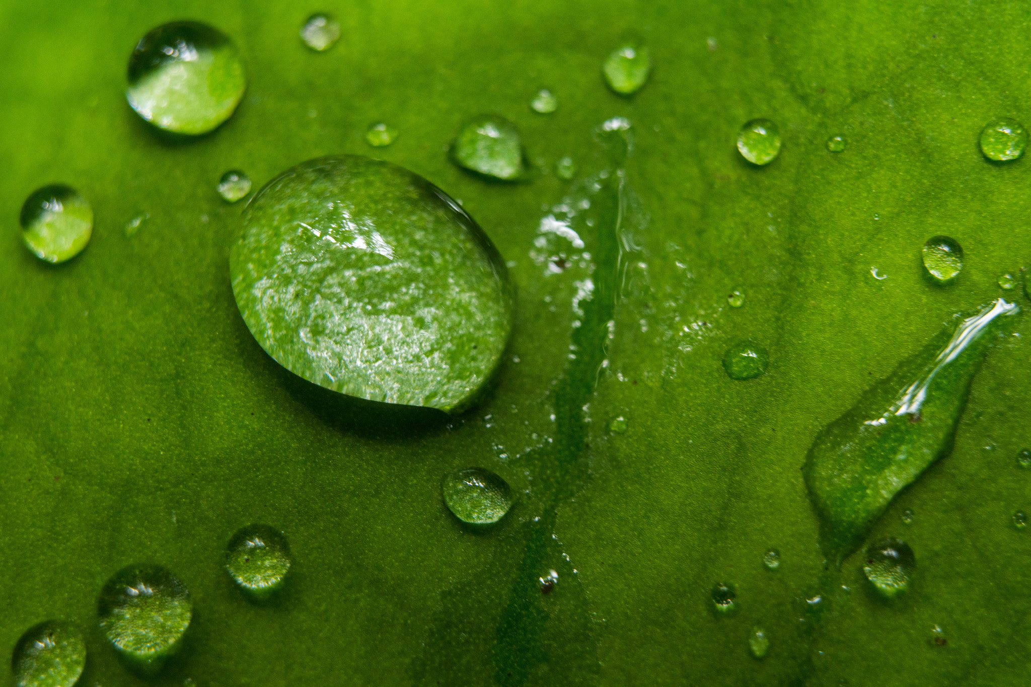 Nikon D7200 + Sigma 50mm F1.4 DG HSM Art sample photo. Water drop photography
