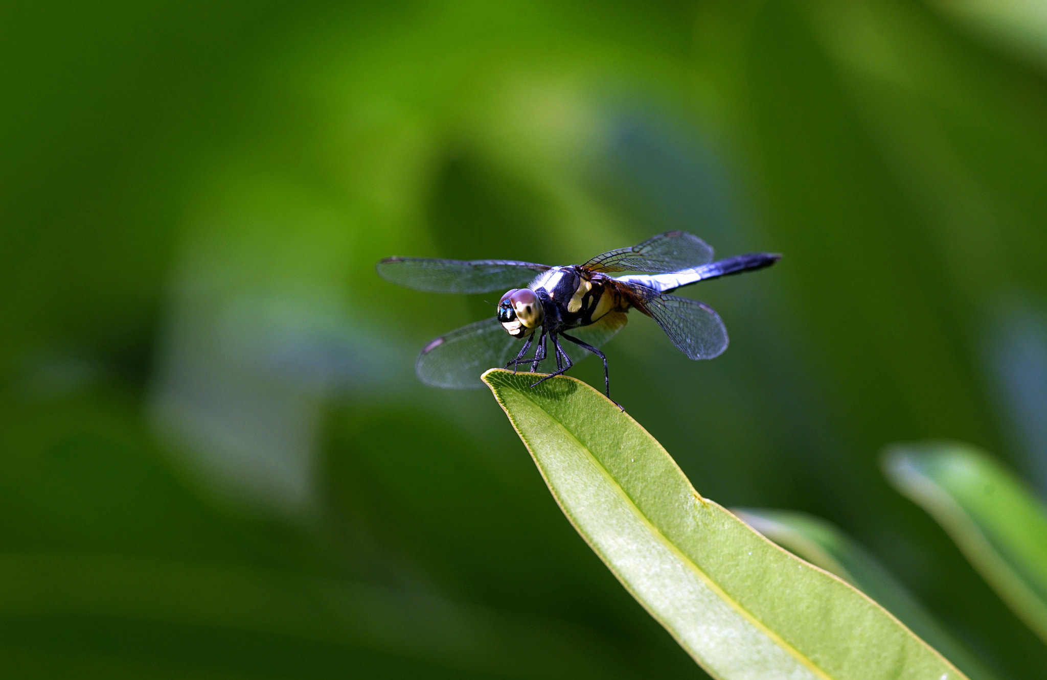 Sony a7 II sample photo. Beautiful dragonfly photography