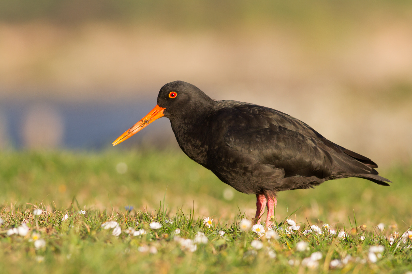 Canon EOS 7D + Canon EF 400mm F5.6L USM sample photo. Harbourside oystercatcher (7) photography