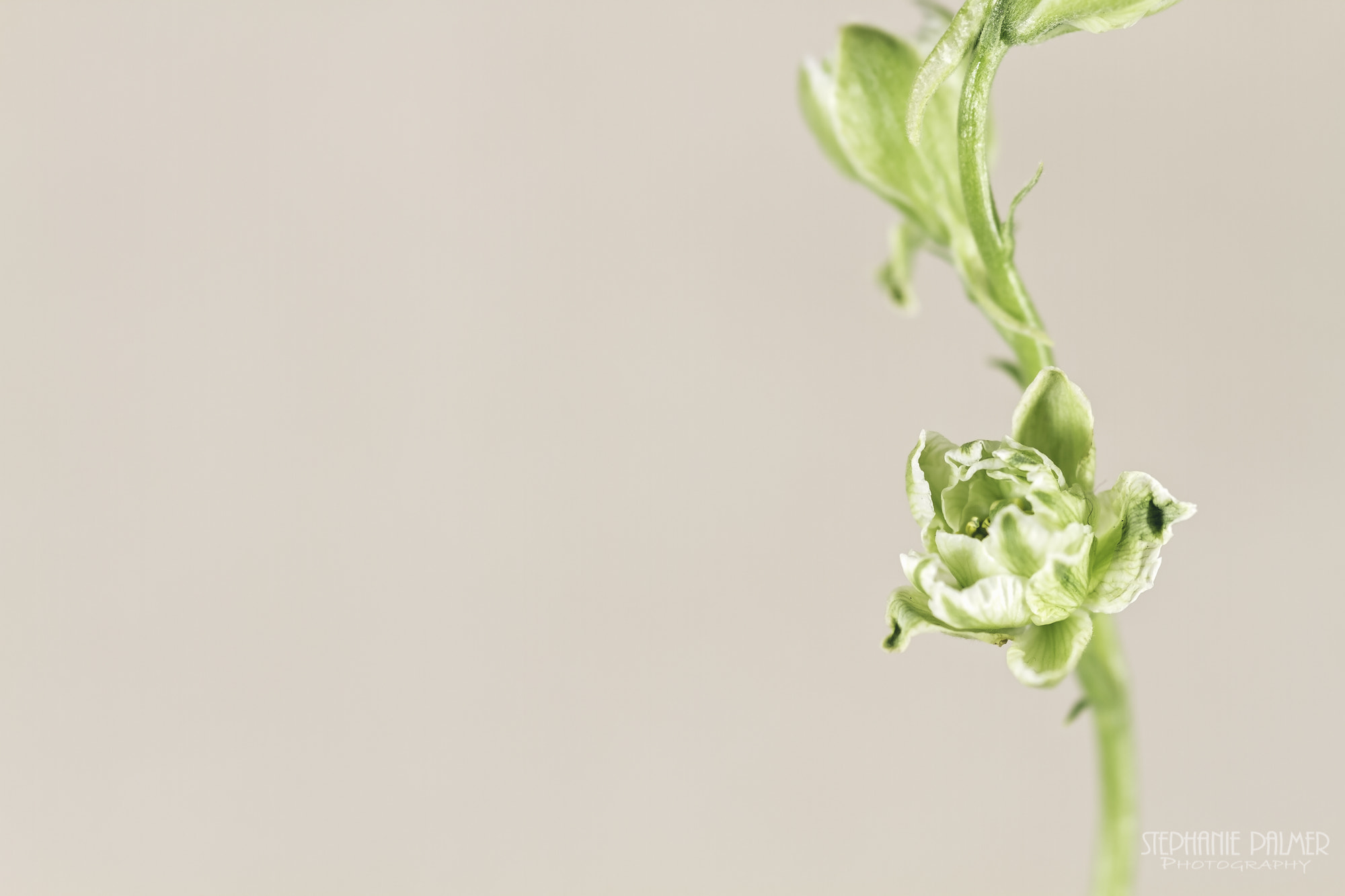 Canon EOS 7D + Sigma 105mm F2.8 EX DG Macro sample photo. Small green flowers (ii) photography
