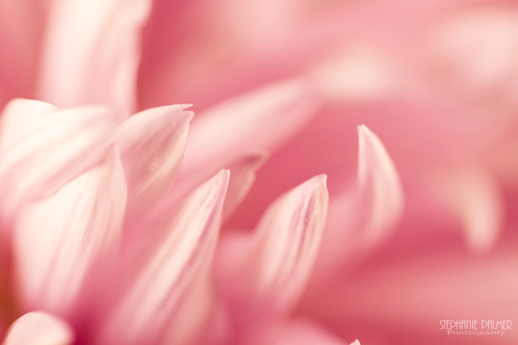 Canon EOS 7D + Sigma 105mm F2.8 EX DG Macro sample photo. Iv - pink dahlia series photography