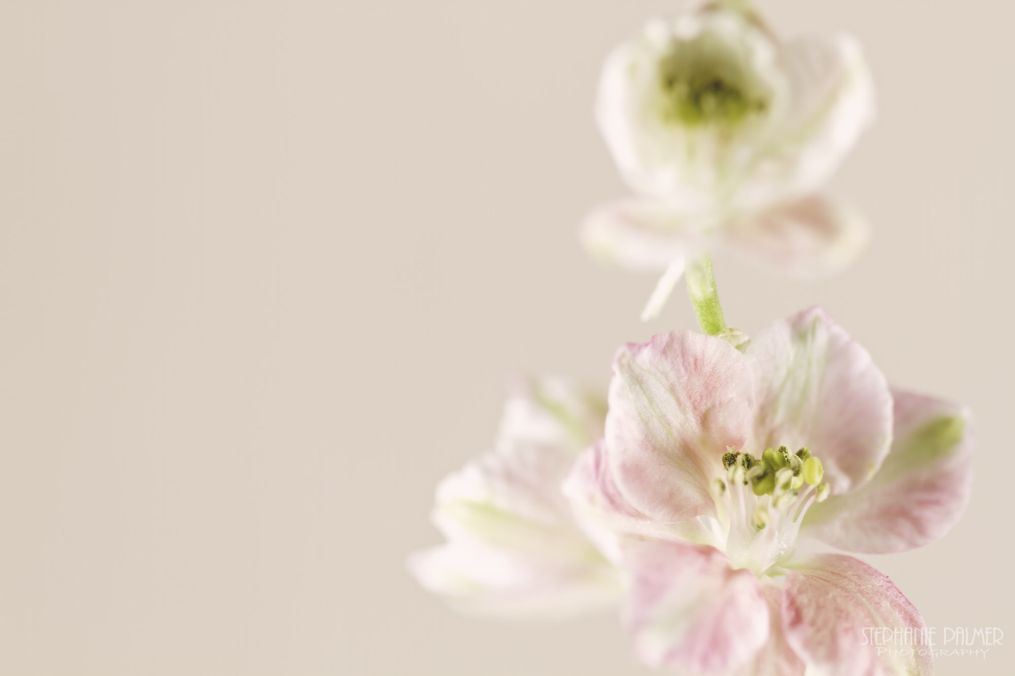 Canon EOS 7D + Sigma 105mm F2.8 EX DG Macro sample photo. Pink flowers photography