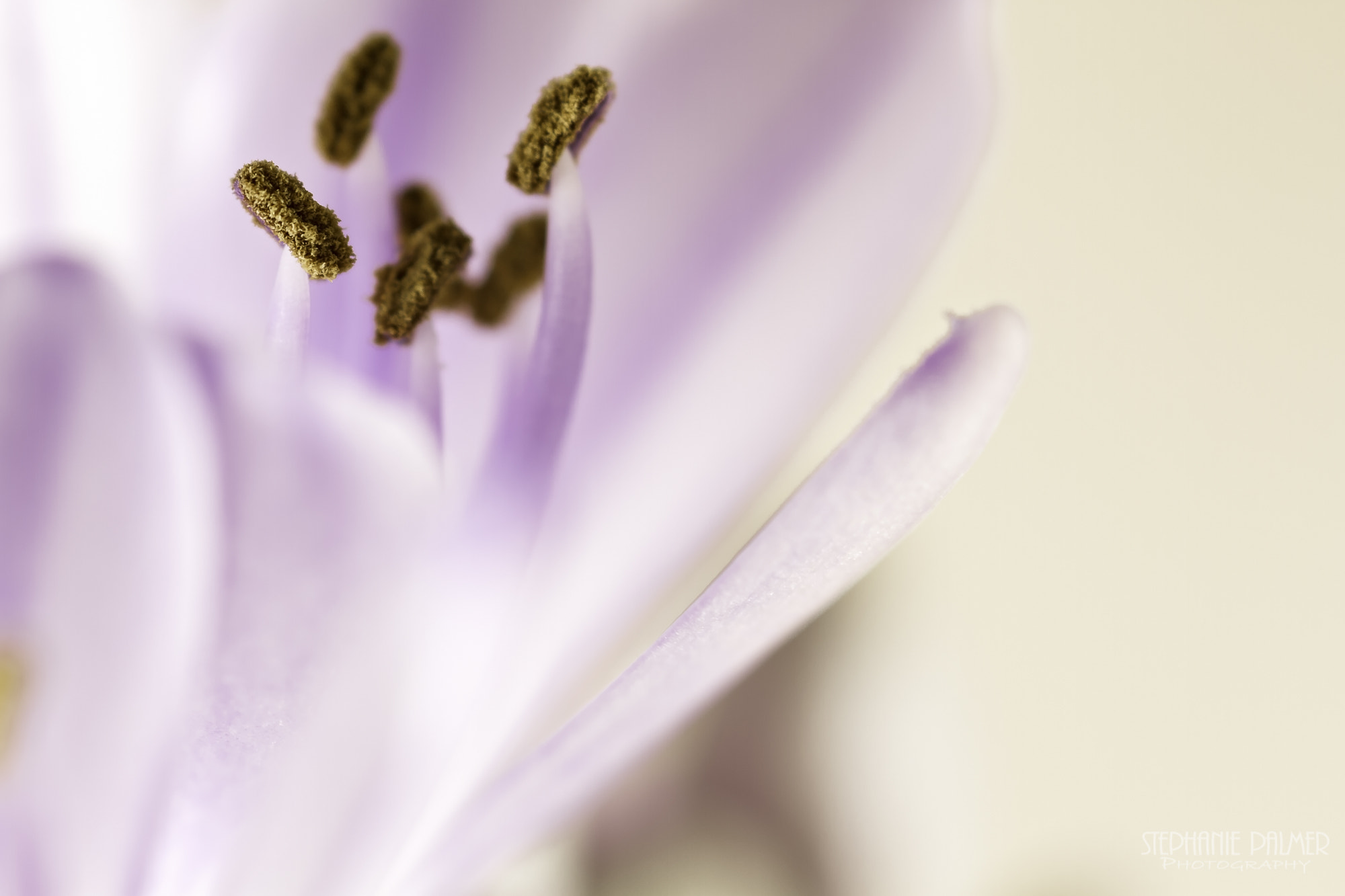 Canon EOS 7D + Sigma 105mm F2.8 EX DG Macro sample photo. I - agapanthus series photography