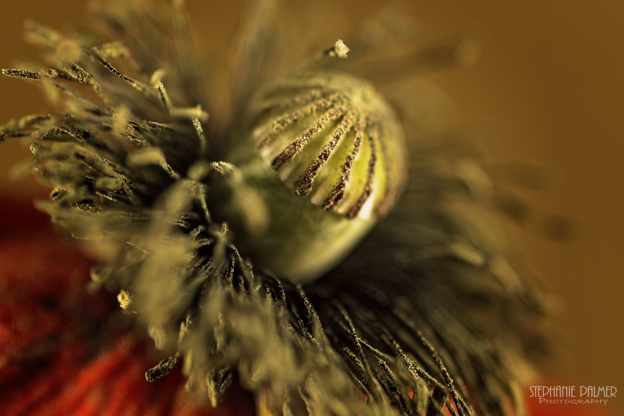 Canon EOS 7D + Sigma 105mm F2.8 EX DG Macro sample photo. Red poppy photography