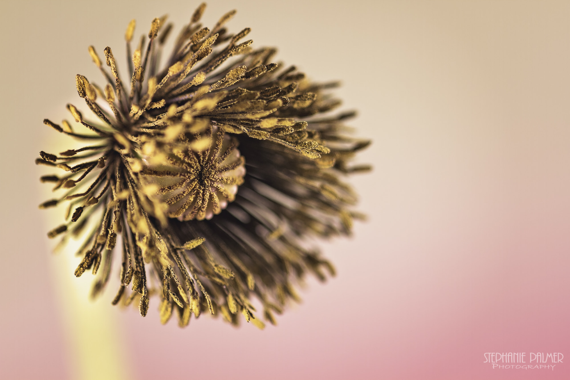 Canon EOS 7D + Sigma 105mm F2.8 EX DG Macro sample photo. Naked photography