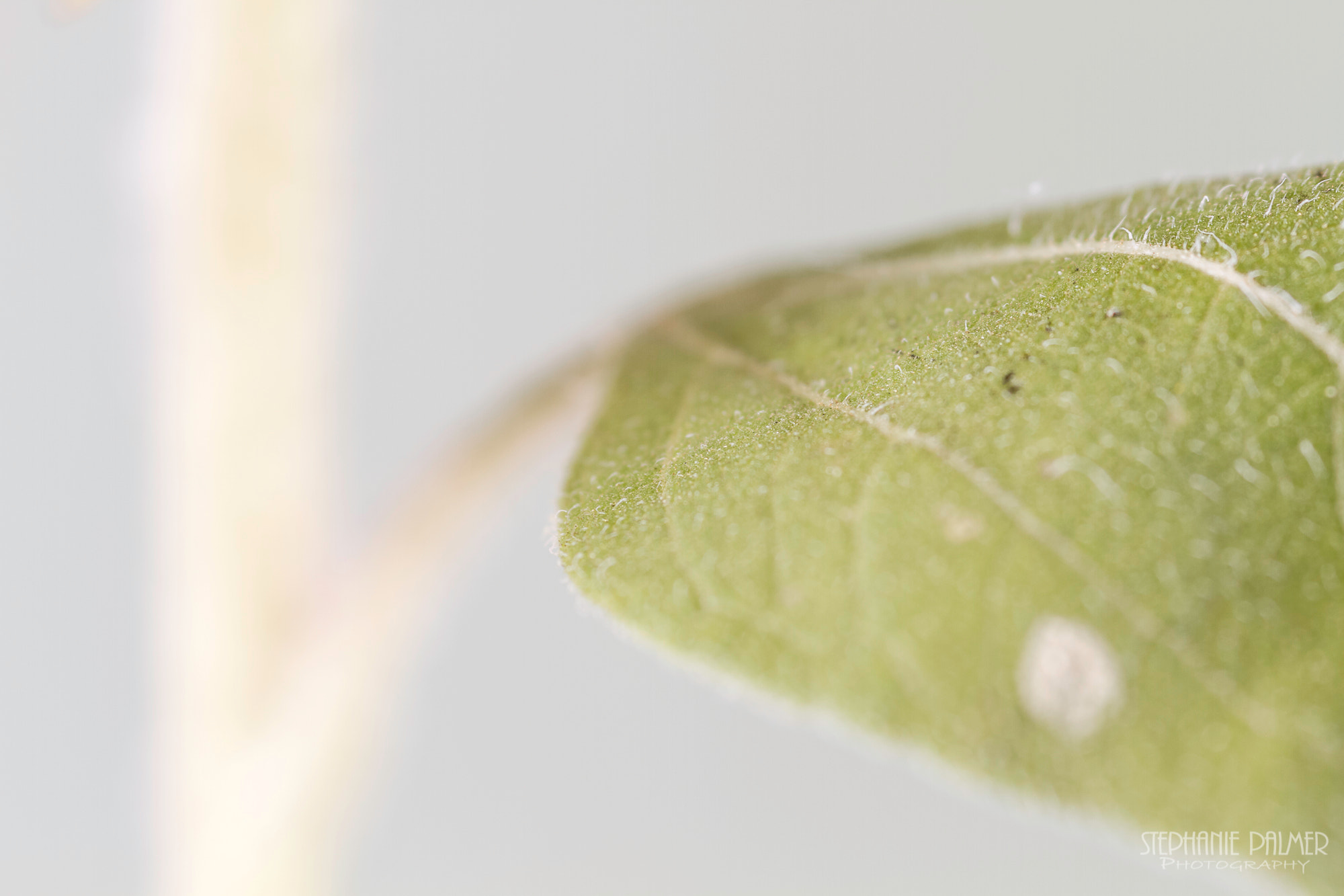 Canon EOS 7D + Sigma 105mm F2.8 EX DG Macro sample photo. The leaf photography