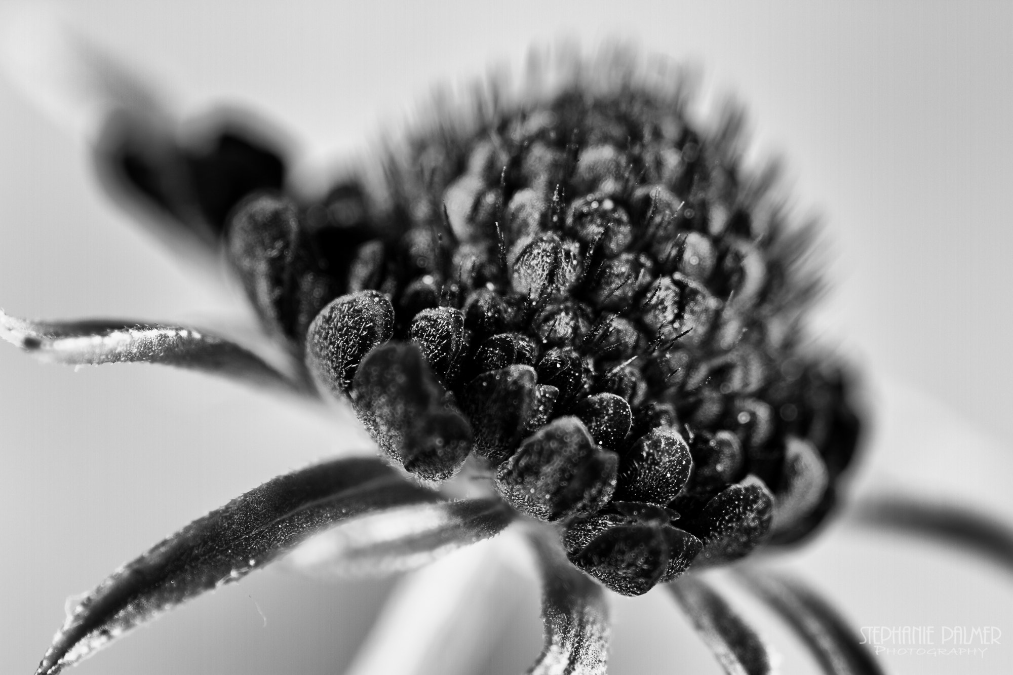Canon EOS 7D + Sigma 105mm F2.8 EX DG Macro sample photo. Flower bloom b&w photography