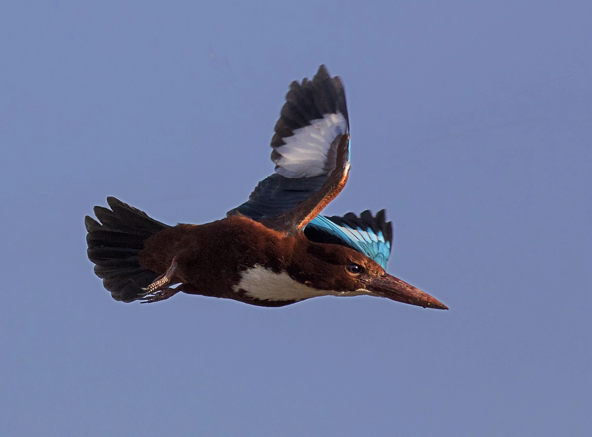 Canon EOS 7D Mark II + Canon EF 400mm F5.6L USM sample photo. Kingfisher photography