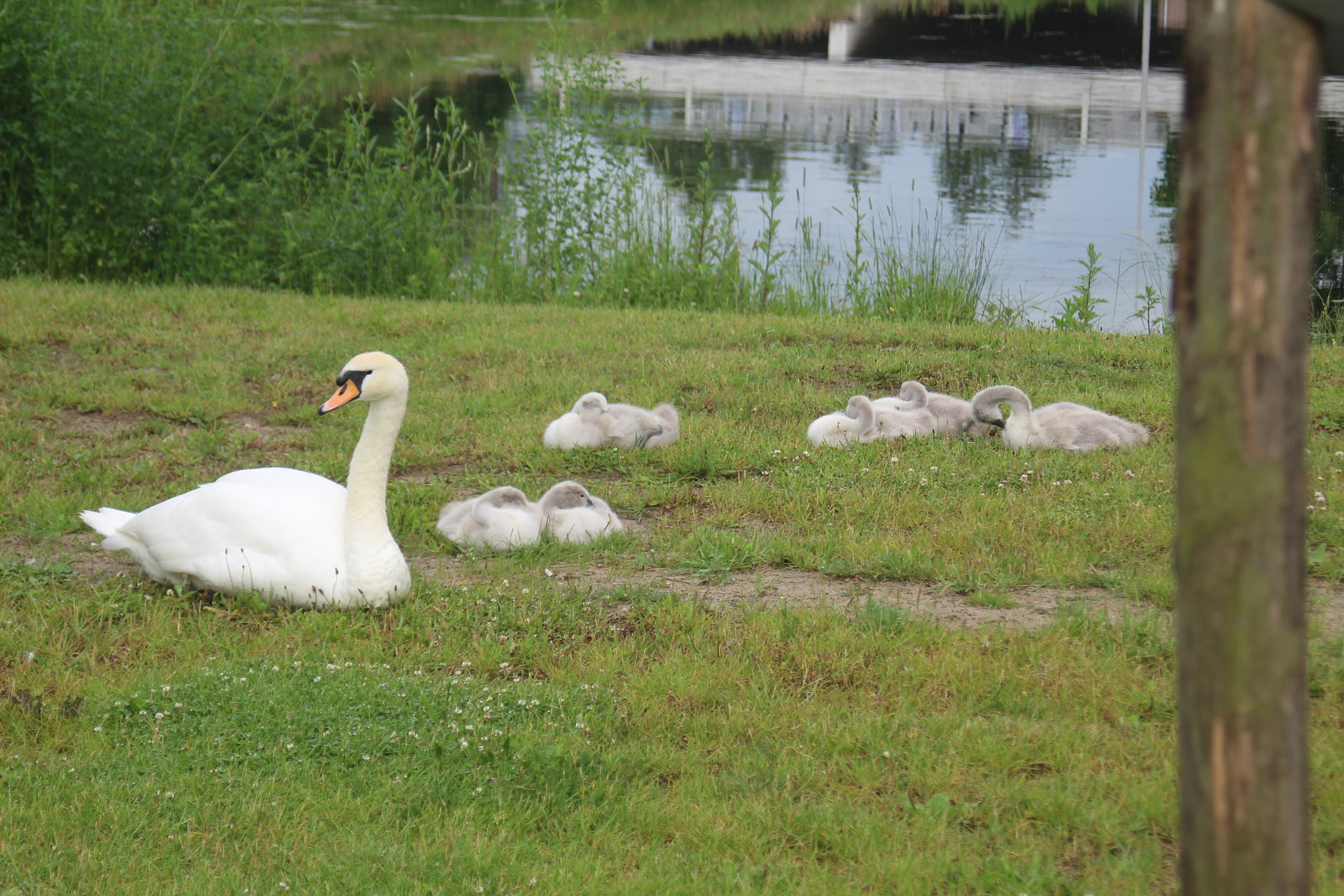 Canon EF 35-80mm f/4-5.6 sample photo. Swan family photography