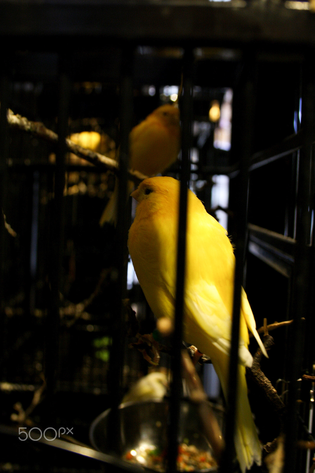 Canon EF-S 18-55mm F3.5-5.6 sample photo. Captivity! photography