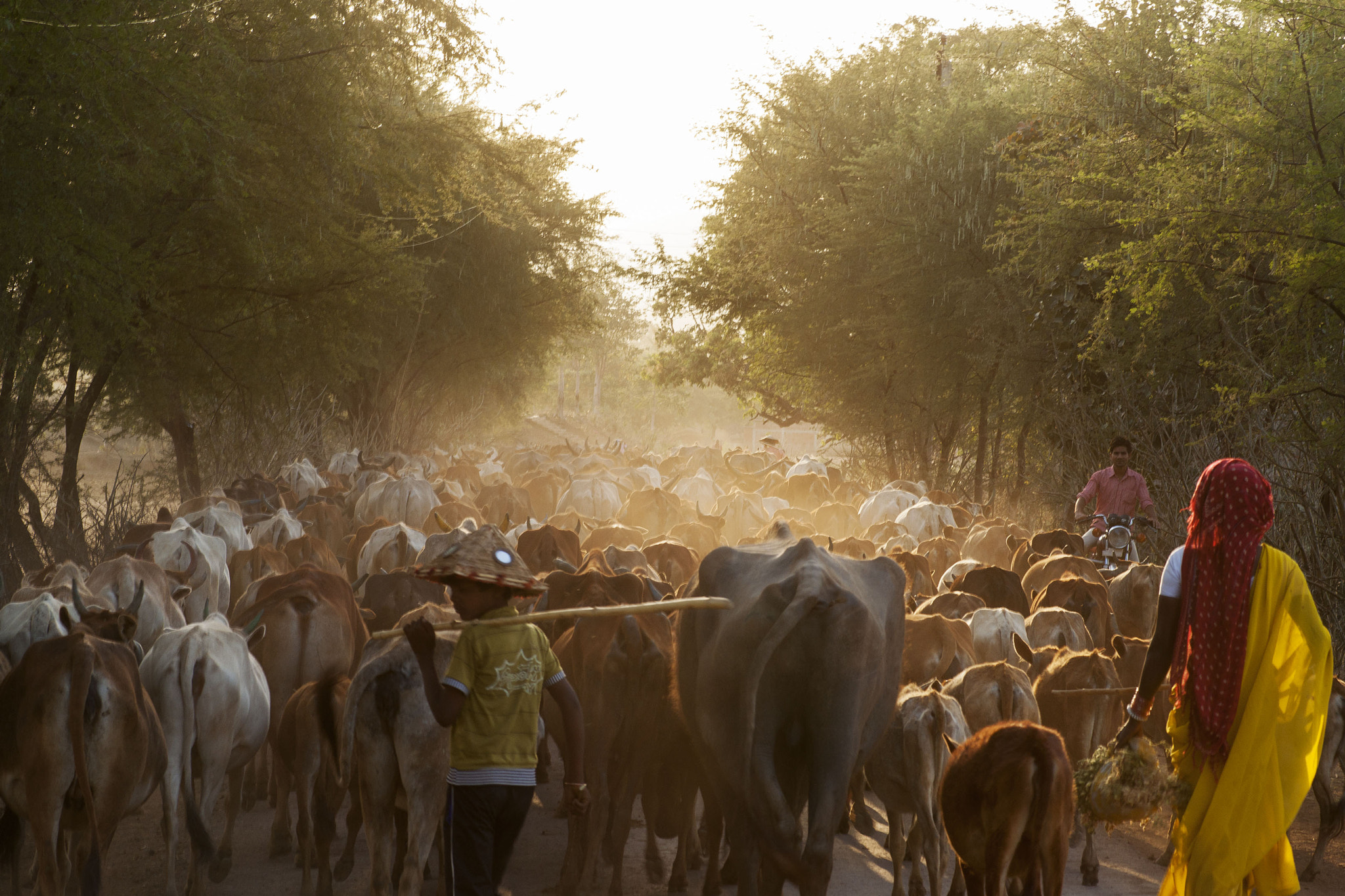 Sony Alpha DSLR-A900 + Sony 100mm F2.8 Macro sample photo. Cattle on the road photography