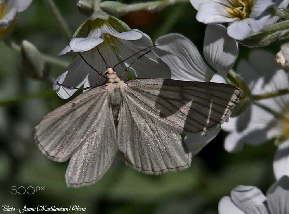 Sigma 120-400mm F4.5-5.6 DG OS HSM sample photo. Siona lineata photography