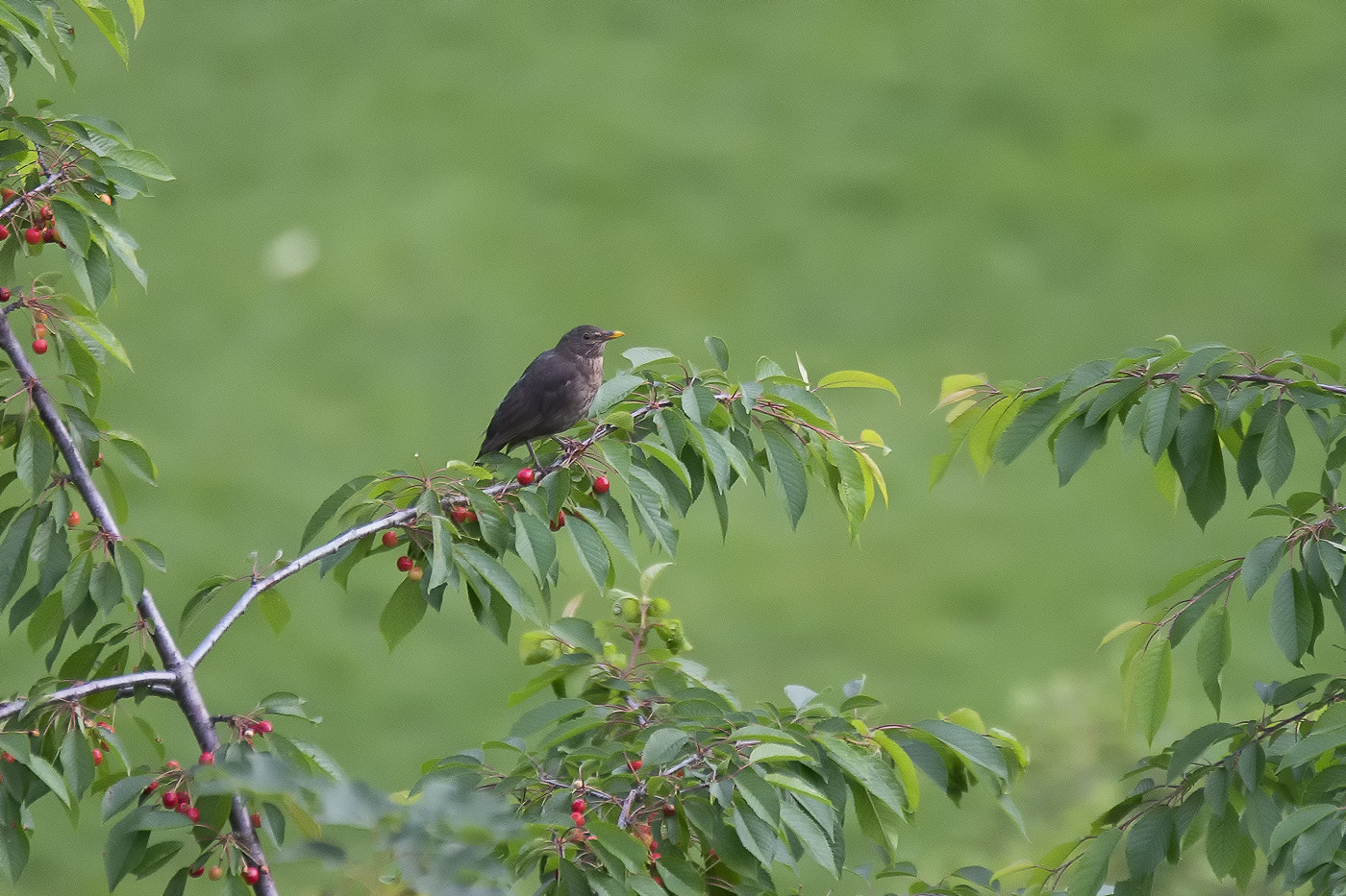 Sony a7 II + Canon EF 70-200mm F2.8L USM sample photo. Amsel photography