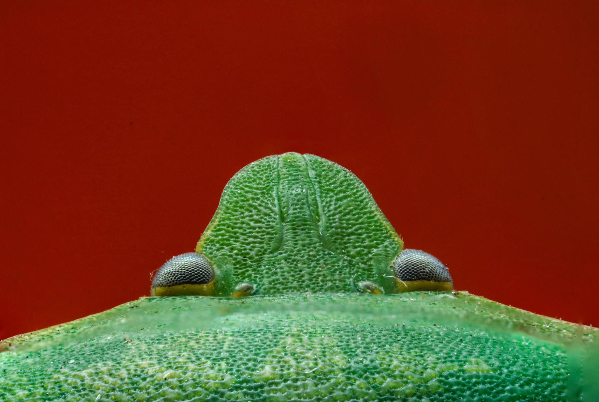 Canon MP-E 65mm F2.5 1-5x Macro Photo sample photo. Insect of the day photography