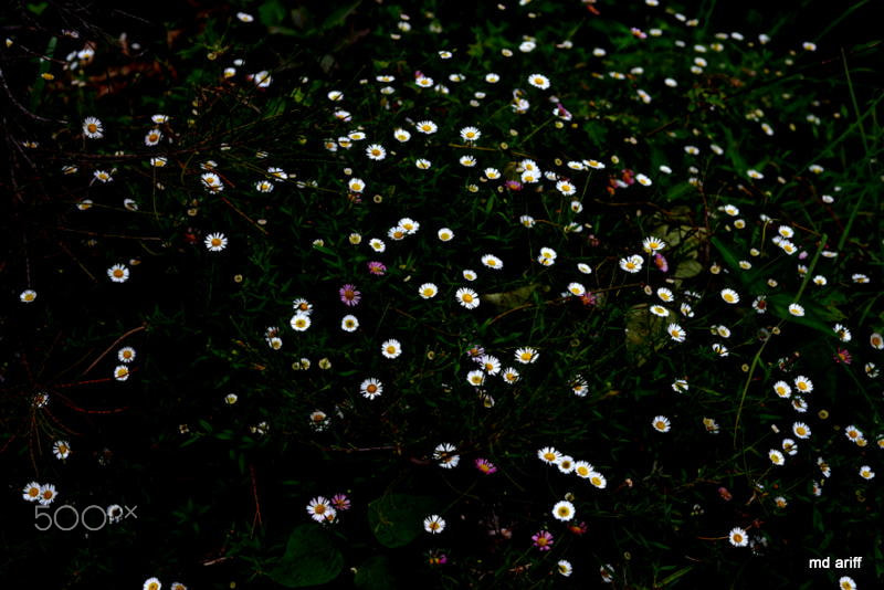 Nikon D800E + Nikon AF Nikkor 50mm F1.8D sample photo. Little daisy photography