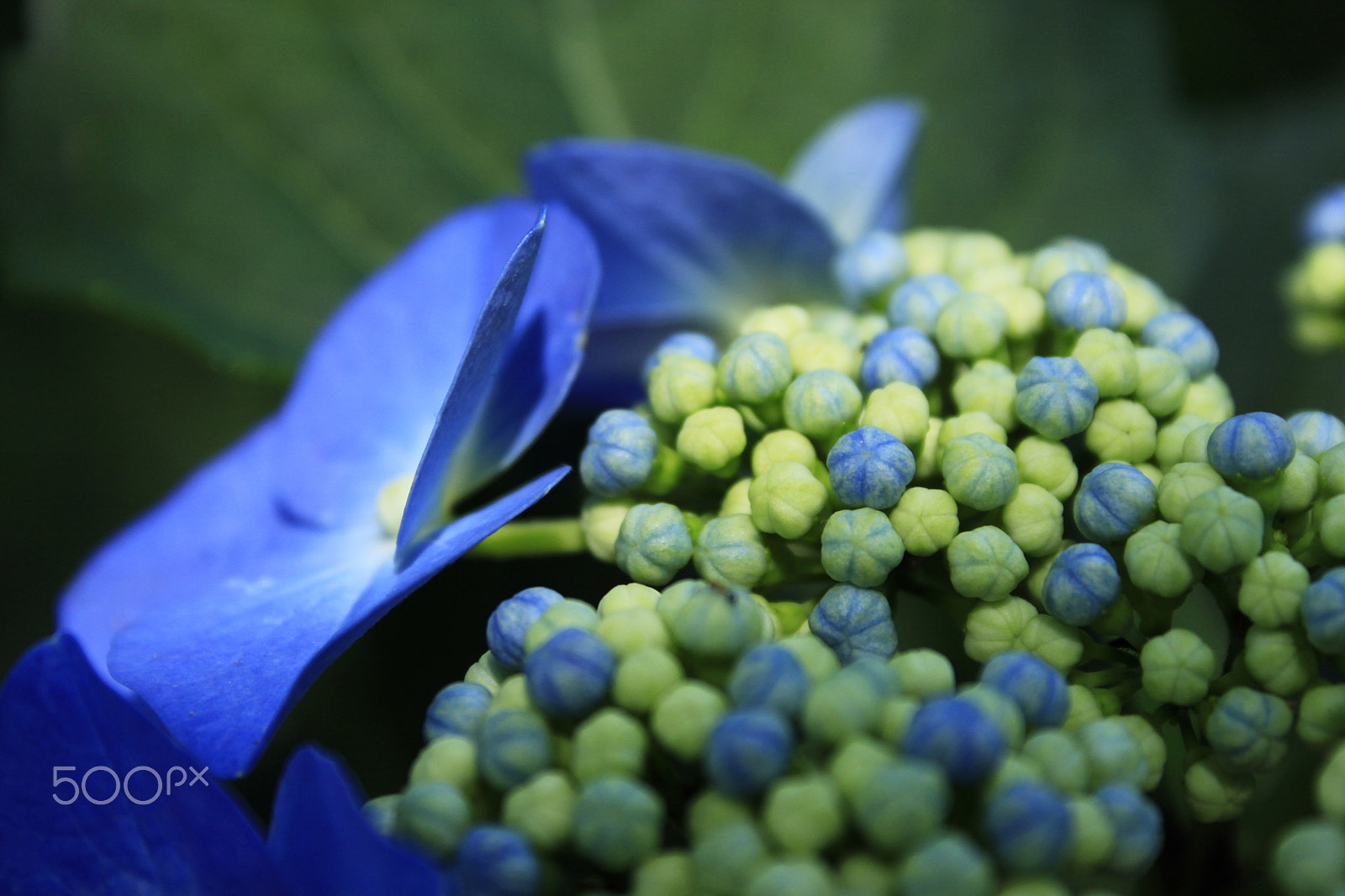 Canon EOS 50D + Canon EF-S 18-55mm f/3.5-5.6 USM sample photo. Hydrangea photography