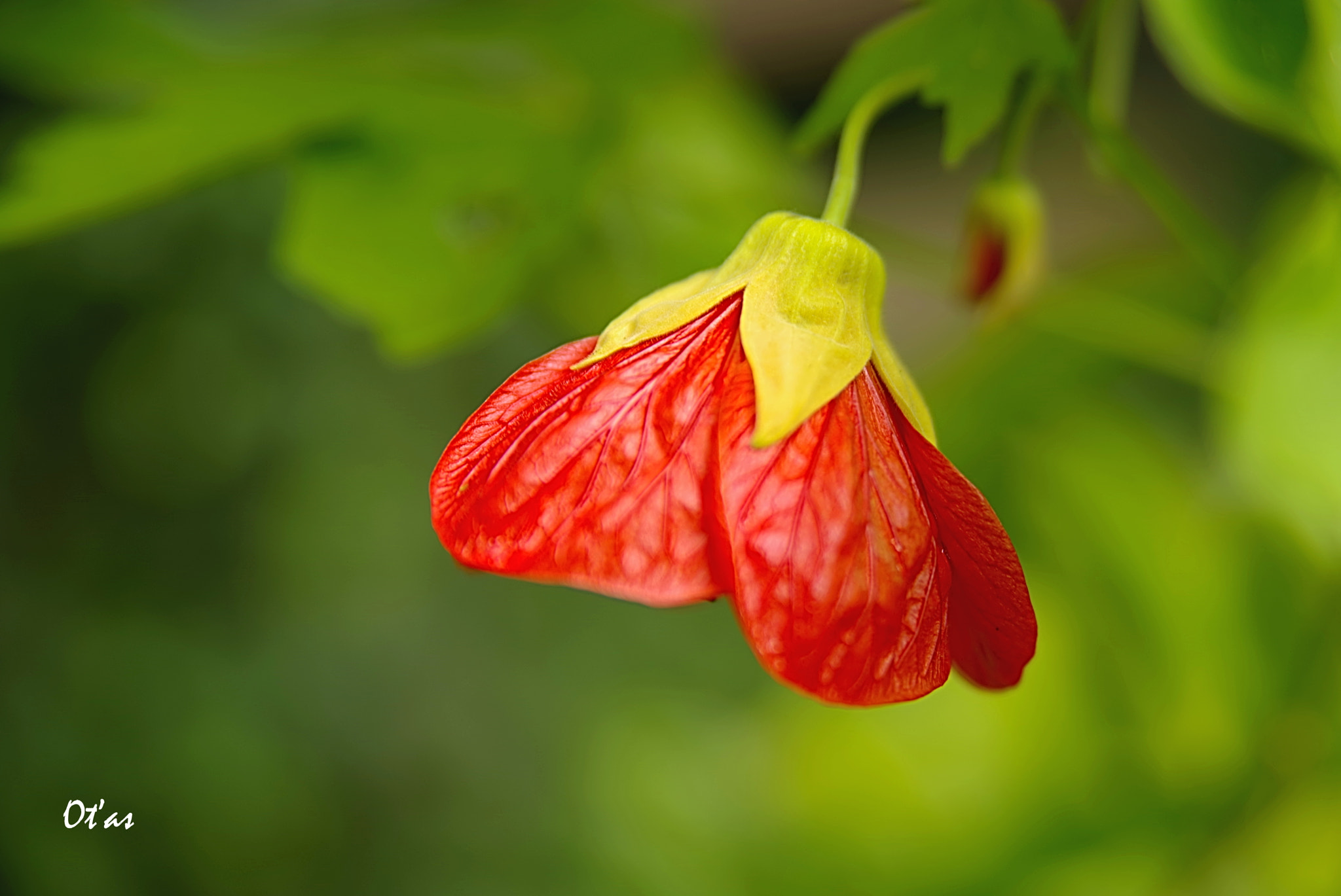 Pentax K-1 sample photo. Flower photography