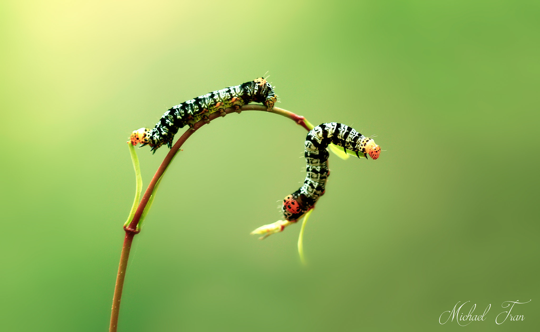 Canon EOS 60D + Canon EF 100mm F2.8 Macro USM sample photo. Michael tran photography