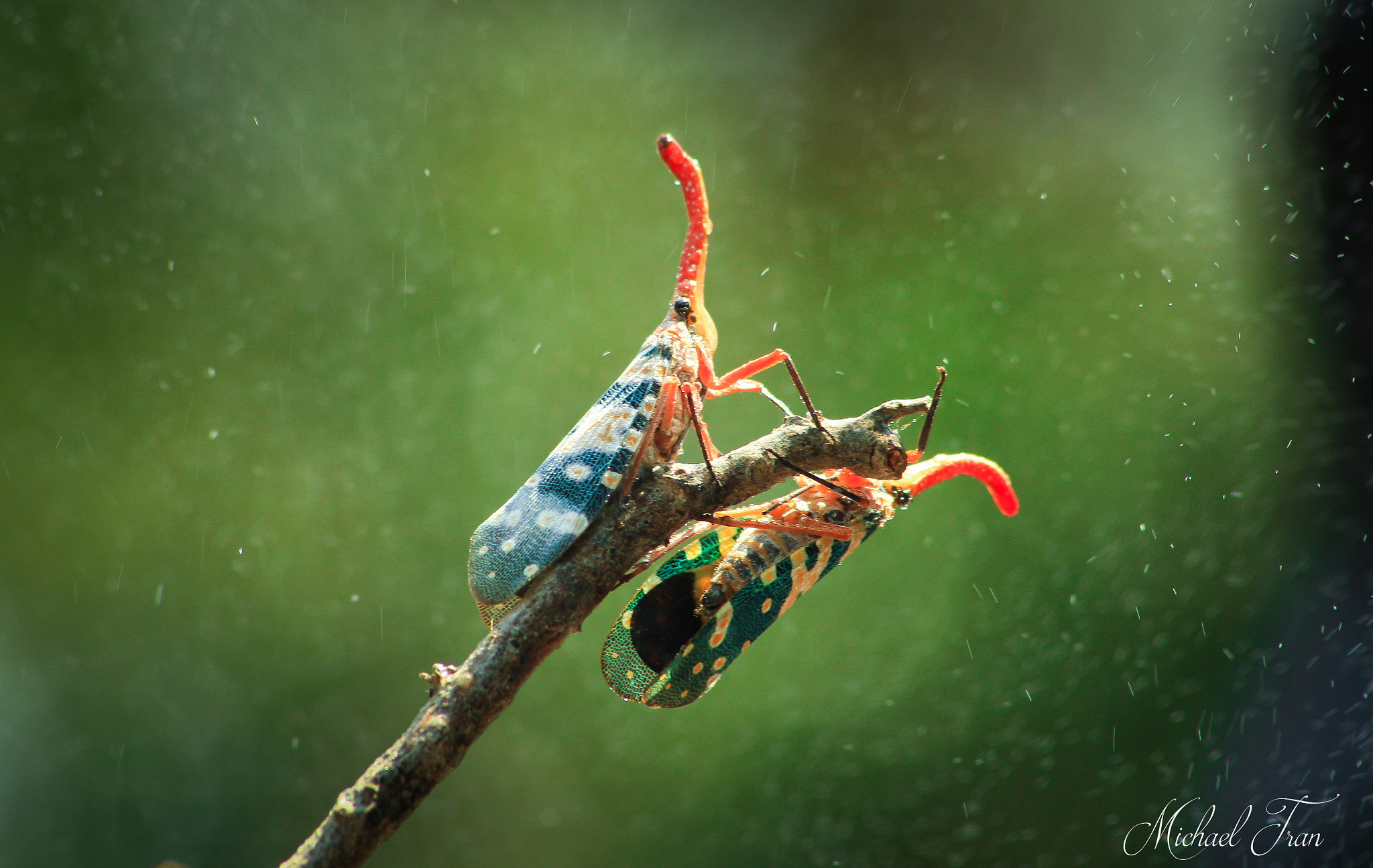 Sigma 70-300mm F4-5.6 APO DG Macro sample photo. Michael tran photography
