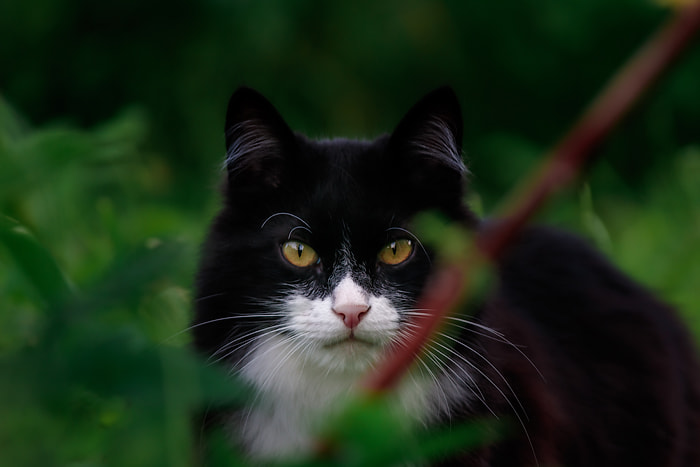 Sigma 50-200mm F4-5.6 DC OS HSM sample photo. На охоте... photography
