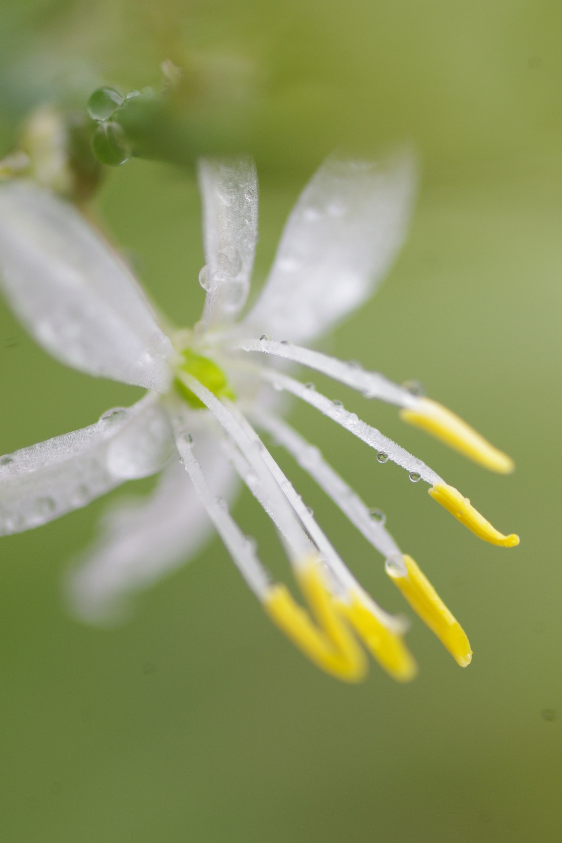 Pentax K-x + Tamron SP AF 90mm F2.8 Di Macro sample photo. オリズルランの花 photography