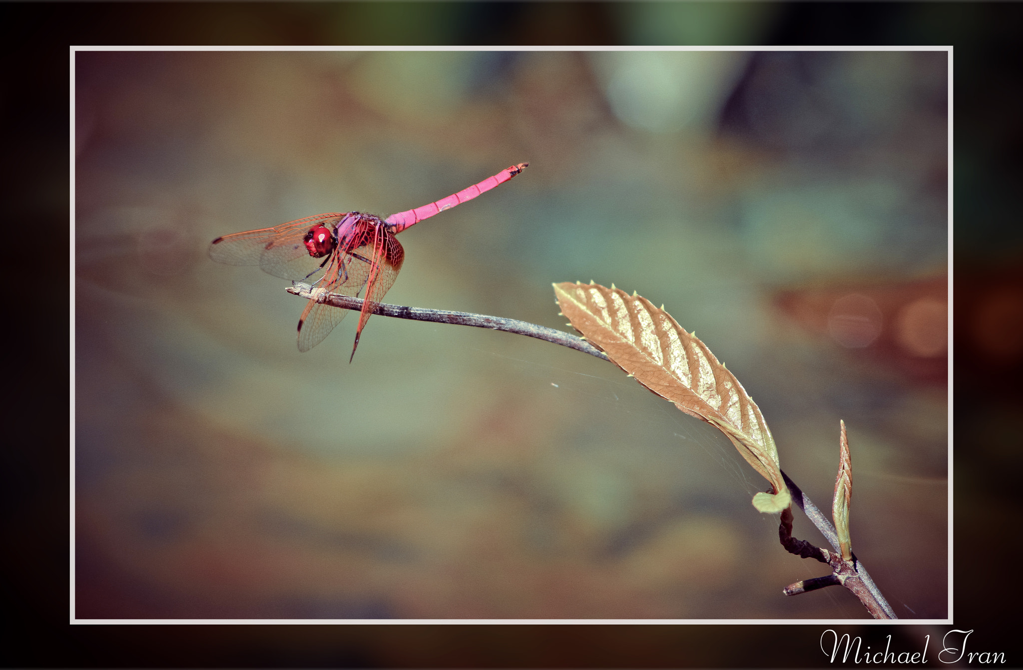 Sigma 70-300mm F4-5.6 APO DG Macro sample photo. Michael tran photography