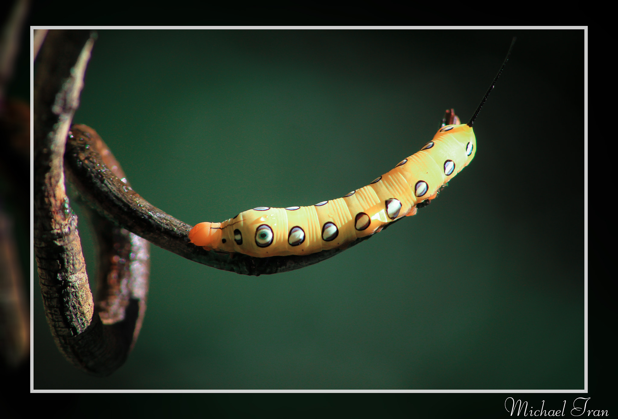 Sigma 70-300mm F4-5.6 APO DG Macro sample photo. Michael tran photography