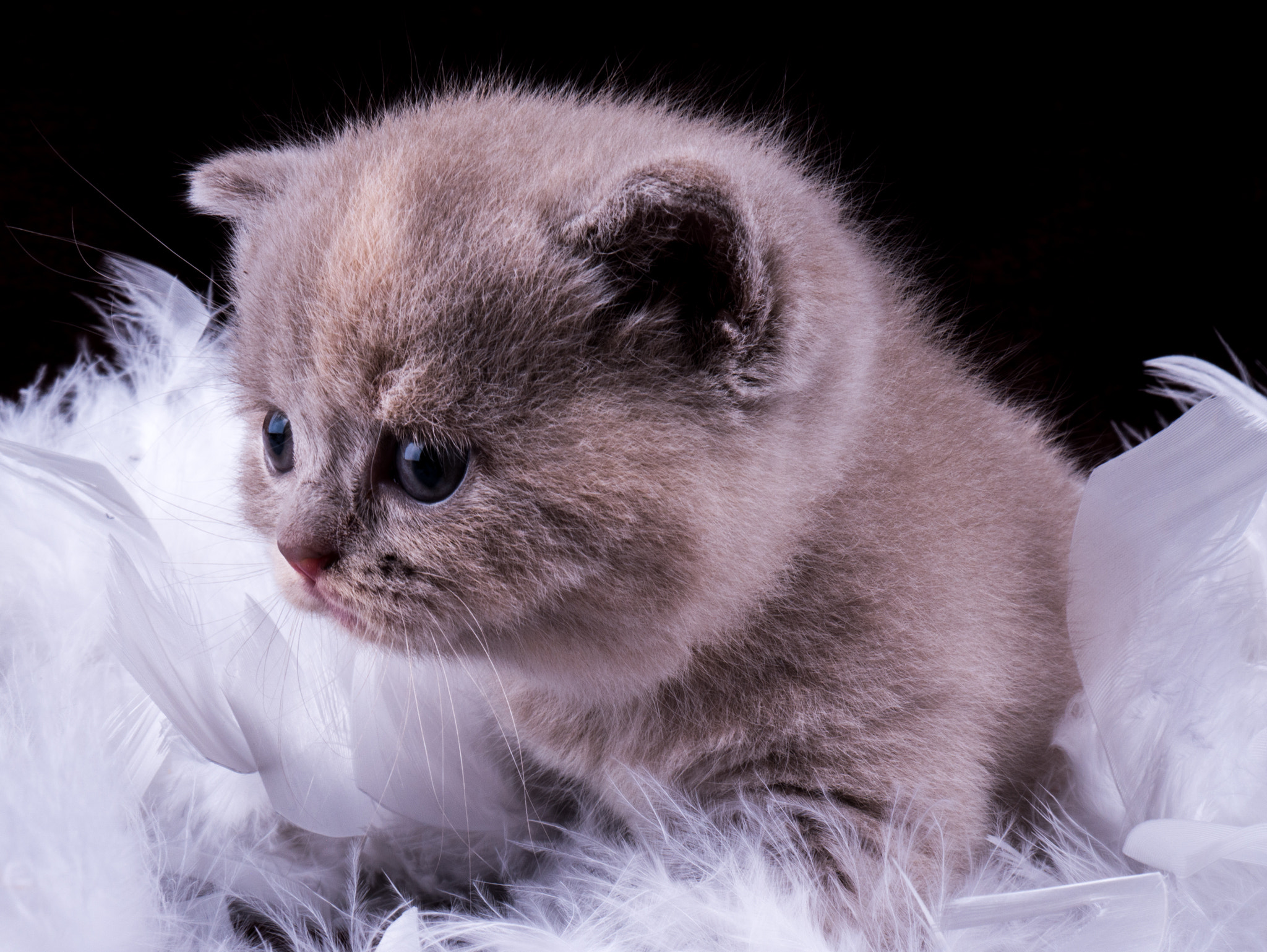 Panasonic DMC-G70 sample photo. Kitten ii photography