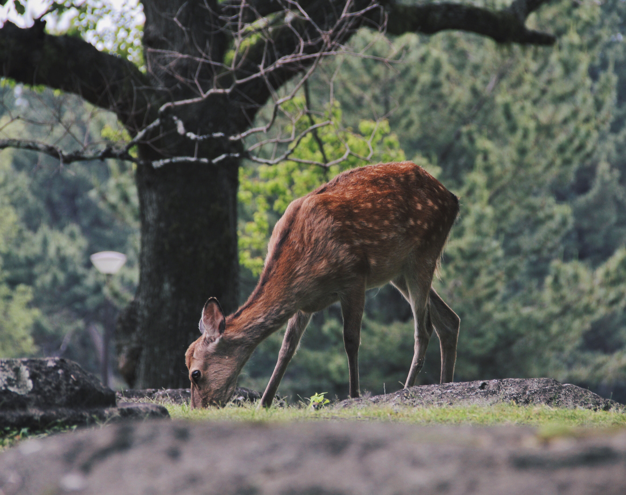 Canon EOS 550D (EOS Rebel T2i / EOS Kiss X4) + Canon EF-S 18-135mm F3.5-5.6 IS sample photo. Kyoto, japan | oh deer! photography