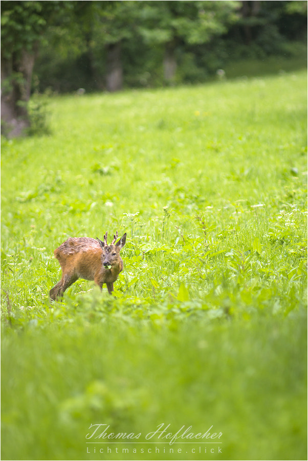 Sony SLT-A77 sample photo. Mahlzeit!  photography