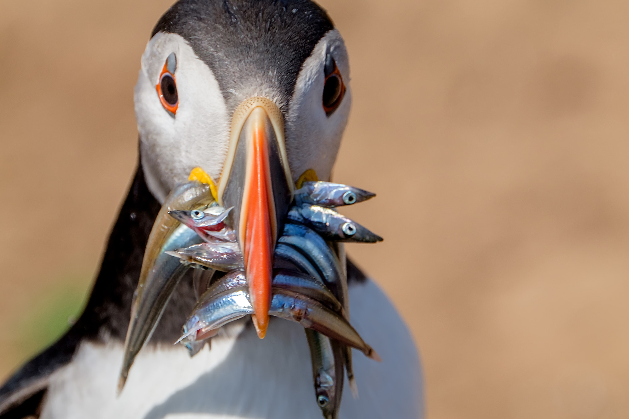 XF100-400mmF4.5-5.6 R LM OIS WR + 1.4x sample photo. Skomer island puffin photography