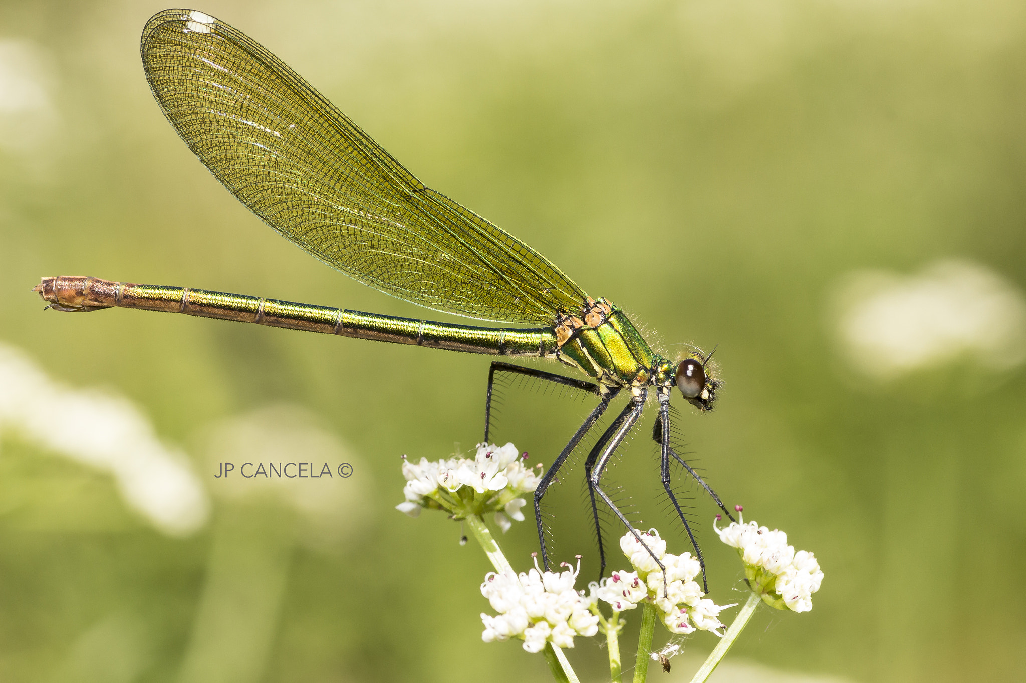 Canon EOS 700D (EOS Rebel T5i / EOS Kiss X7i) + Tamron SP AF 90mm F2.8 Di Macro sample photo. Calopteryx splendes female photography