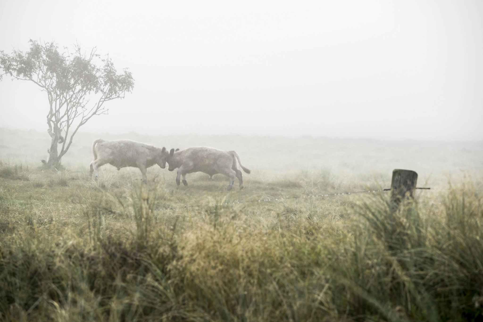 Sony a7R + Canon EF 70-200mm F4L USM sample photo. Babybulls photography