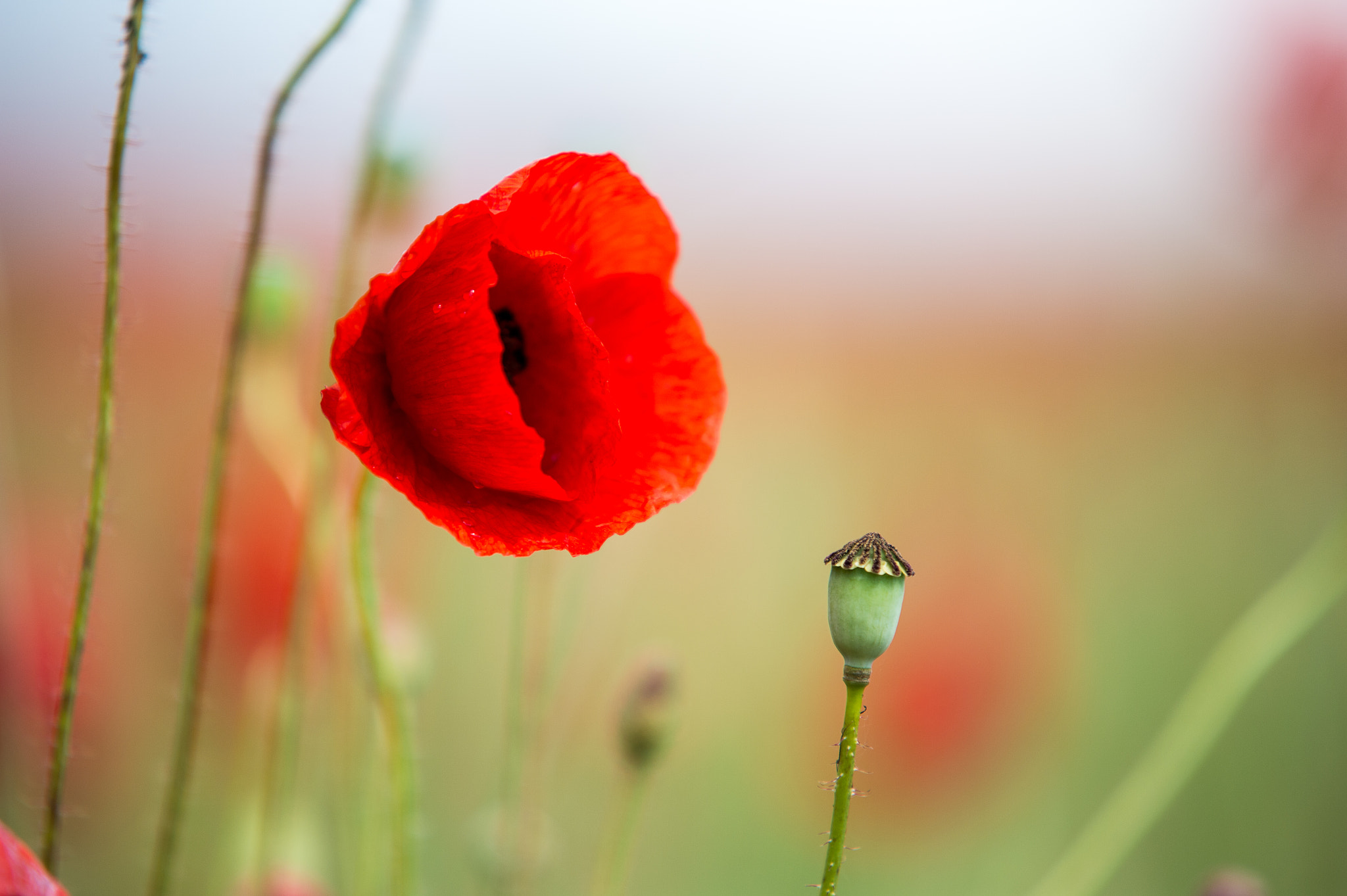 Sigma 70-200mm F2.8 EX DG Macro HSM II sample photo. Poppy photography