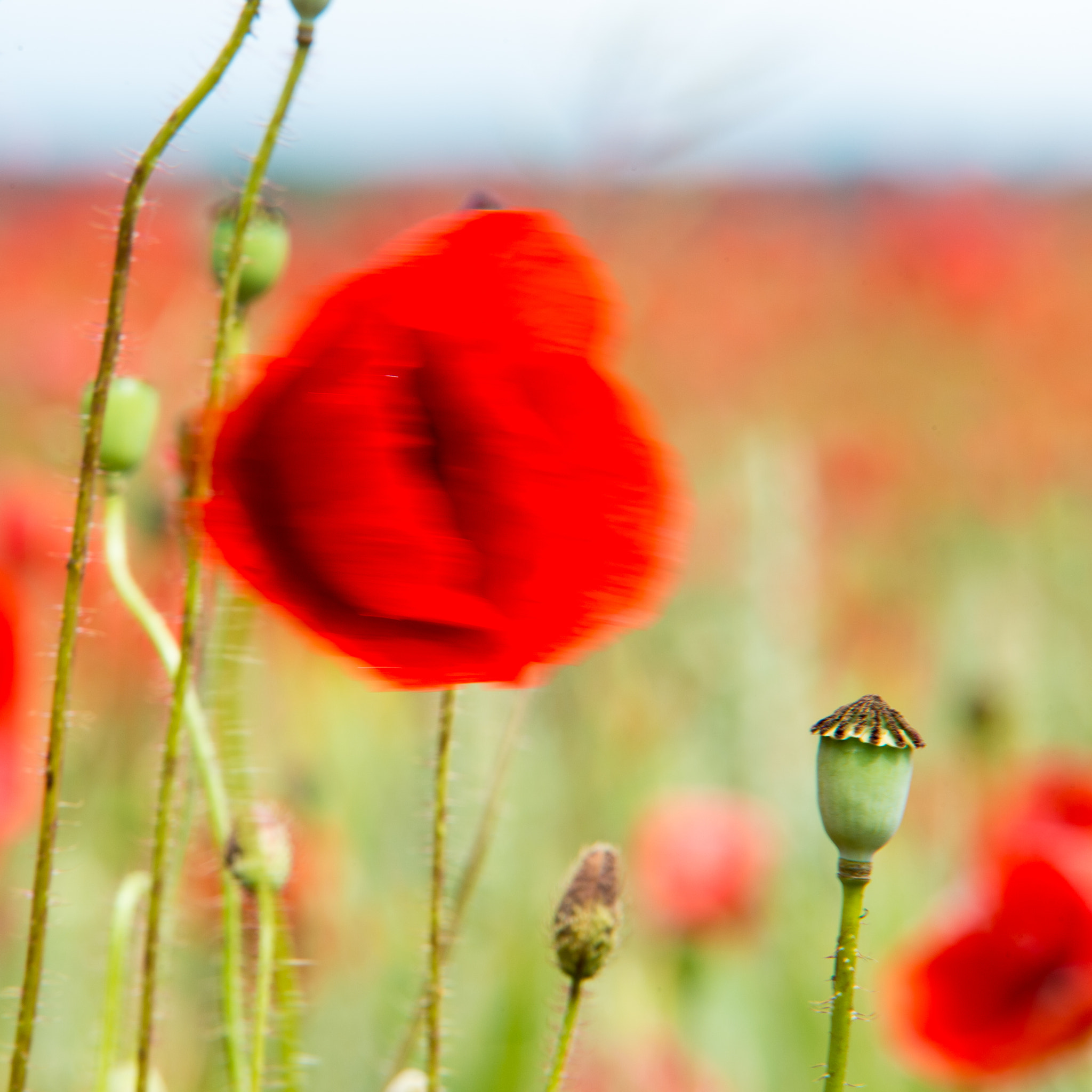 Sigma 70-200mm F2.8 EX DG Macro HSM II sample photo. Poppy photography