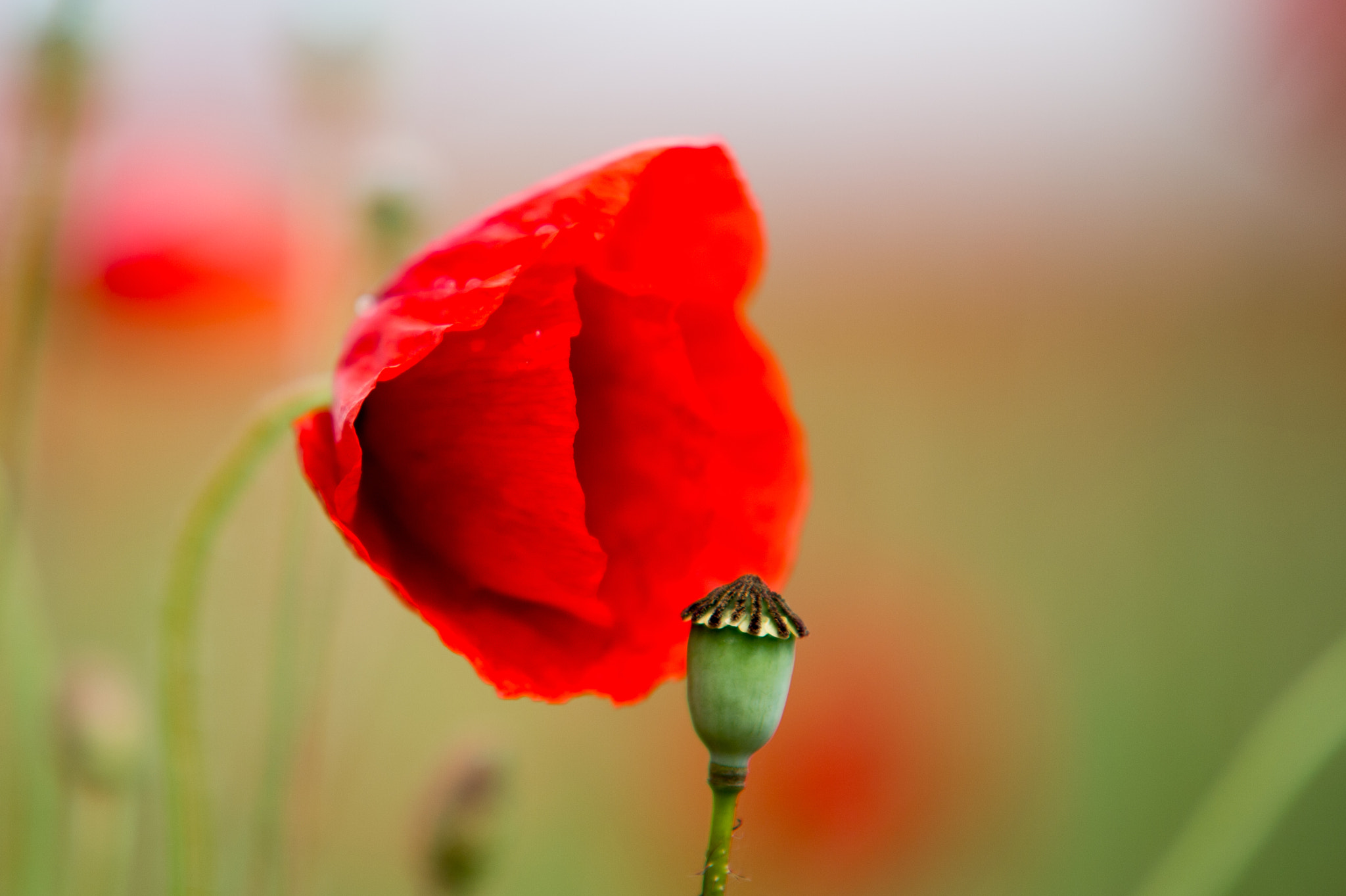Sigma 70-200mm F2.8 EX DG Macro HSM II sample photo. Poppy photography