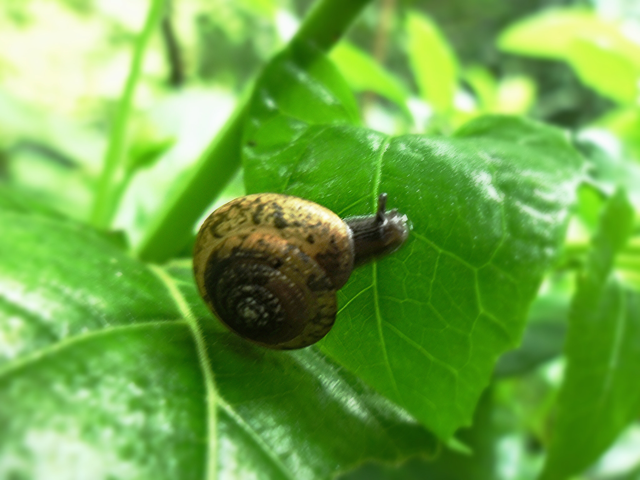 Samsung ES90/ ES91 sample photo. Snail  photography