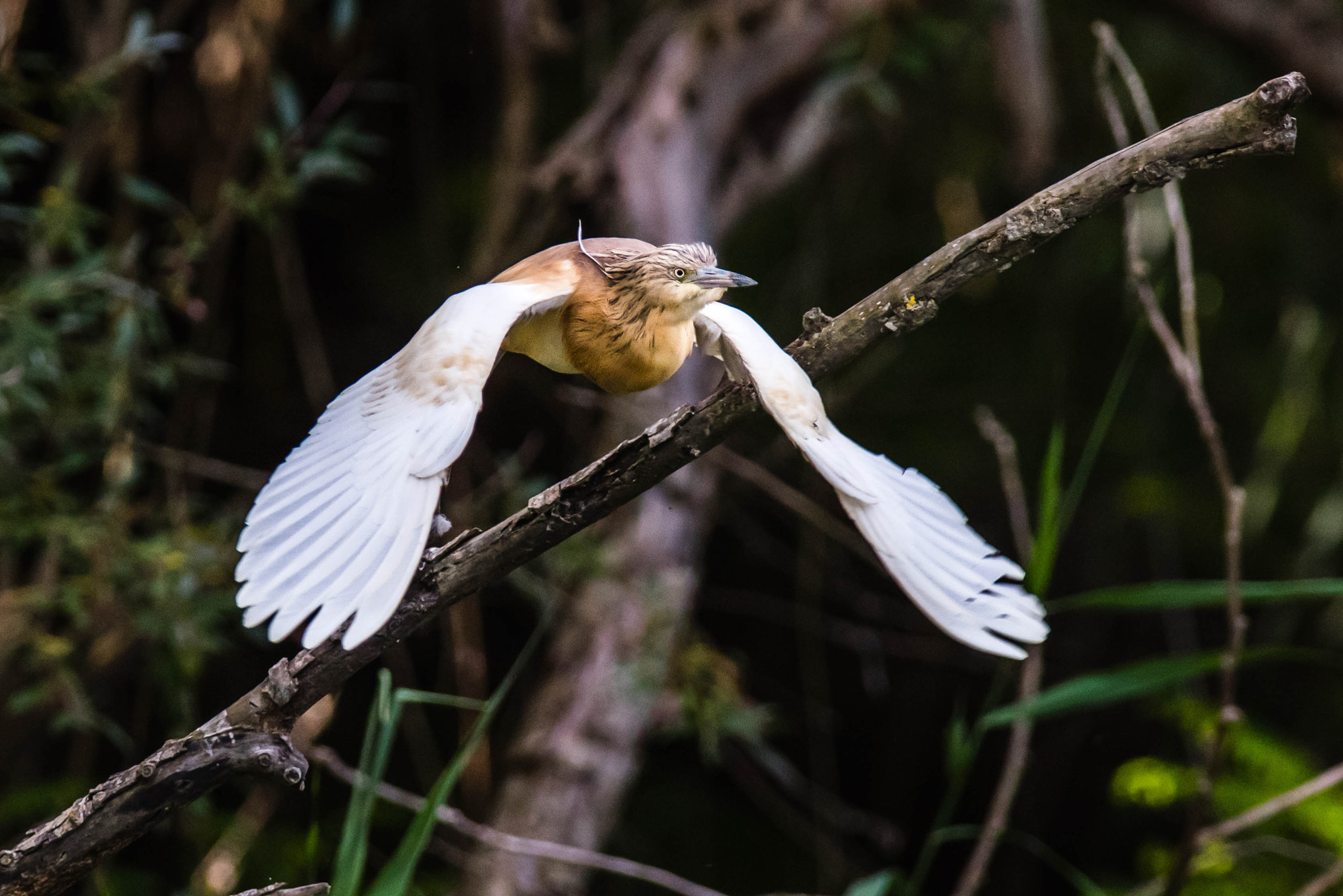 Nikon AF-S Nikkor 300mm F2.8G ED-IF VR sample photo. Take off photography