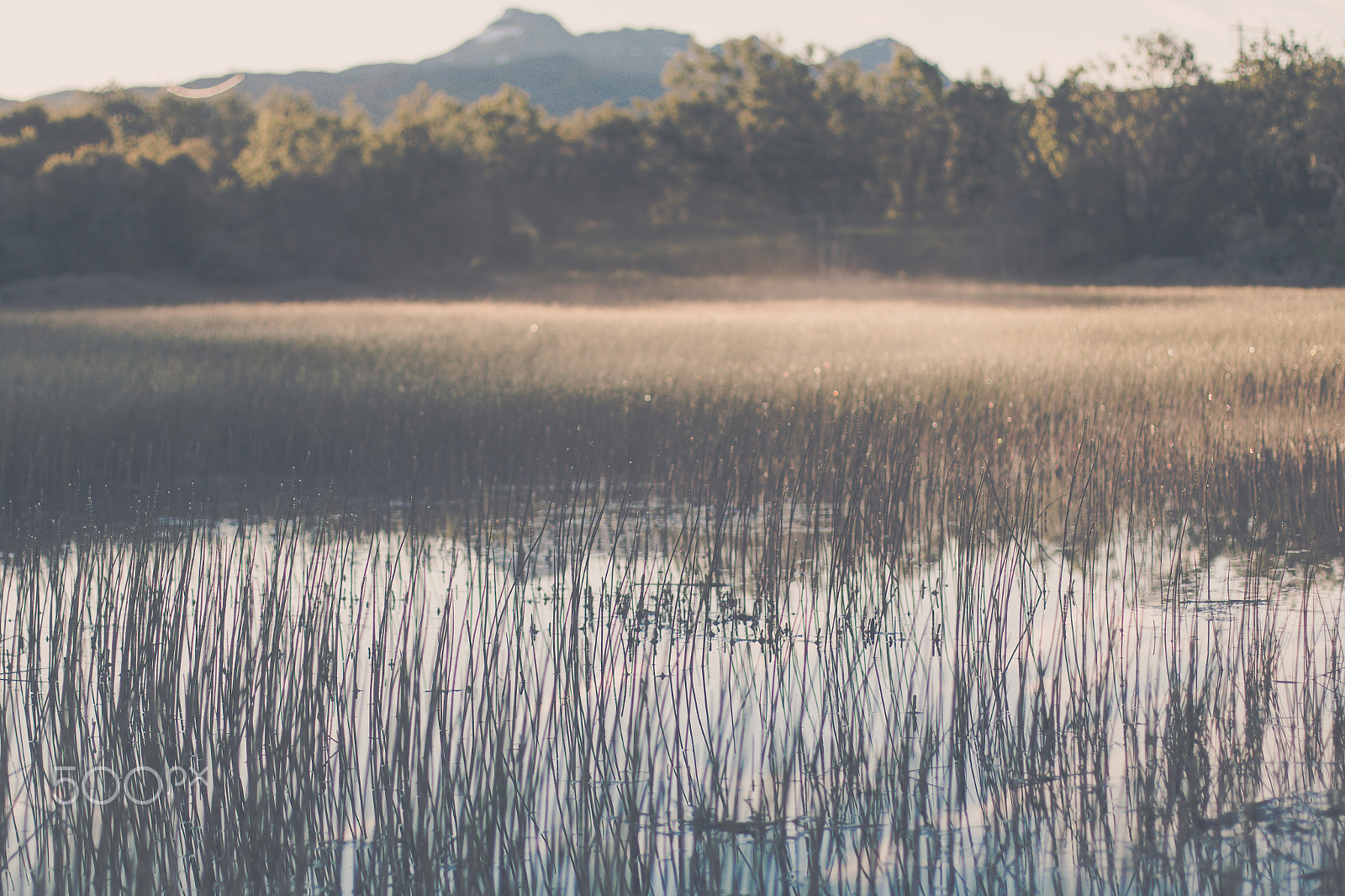 Canon EOS 70D + Canon EF 50mm F1.4 USM sample photo. Golden hour (2 of 3) photography