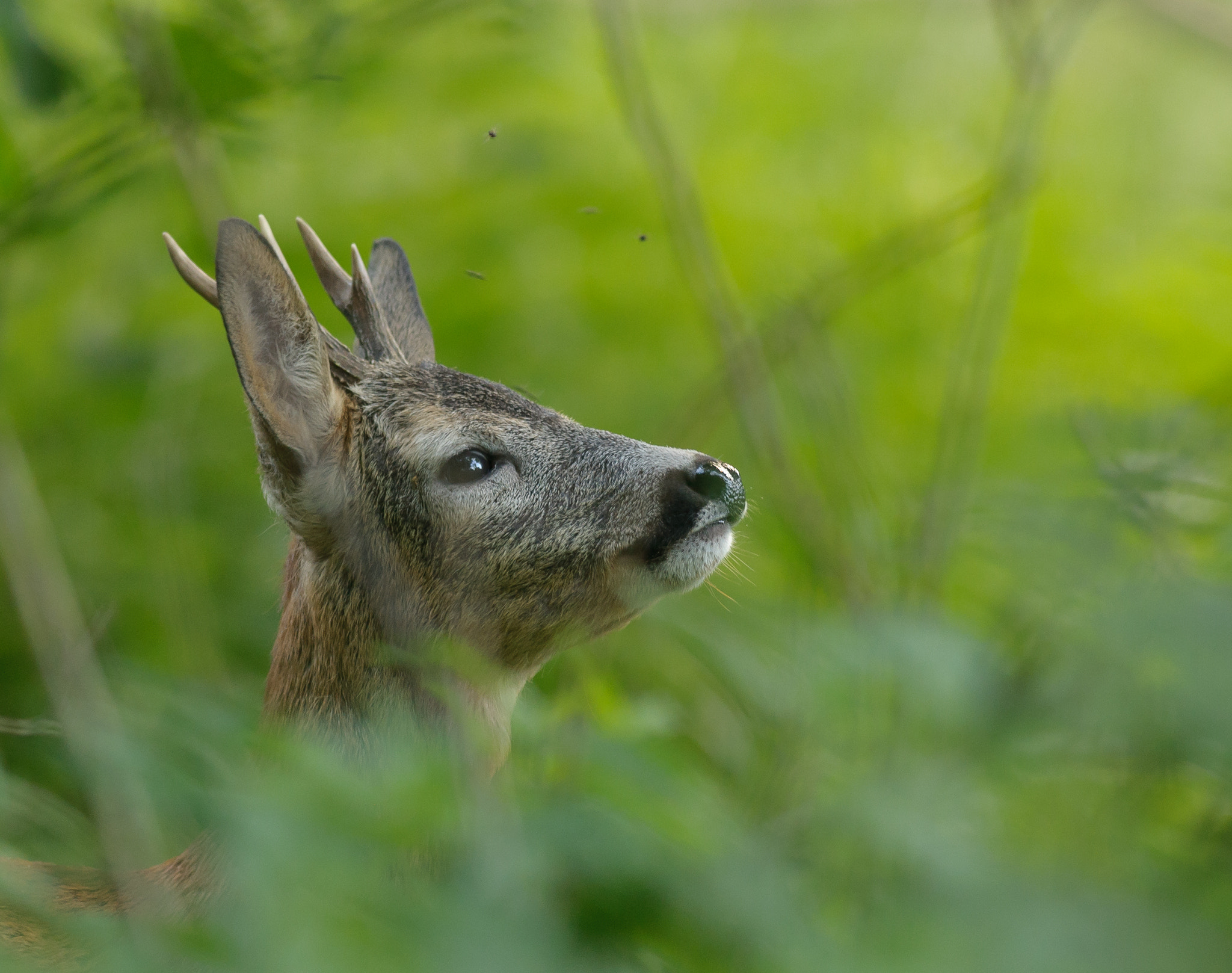 Nikon AF-S Nikkor 300mm F2.8G ED VR II sample photo. Roebuck in the dense forrest surrounded by flies photography