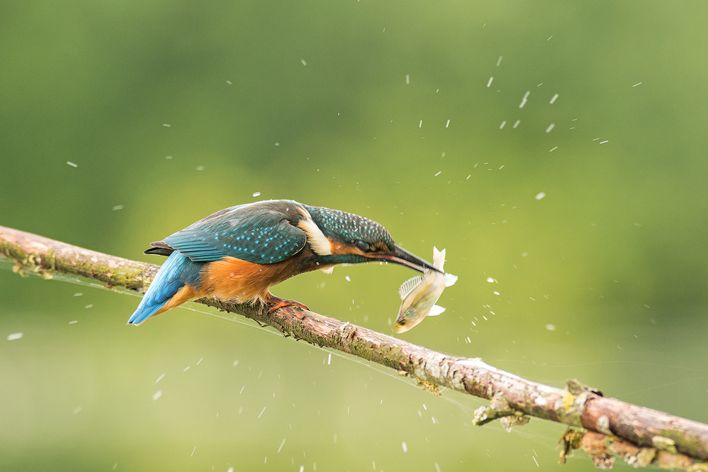 Sony a6300 + Minolta AF 400mm F4.5 HS-APO G sample photo. Common kingfisher photography
