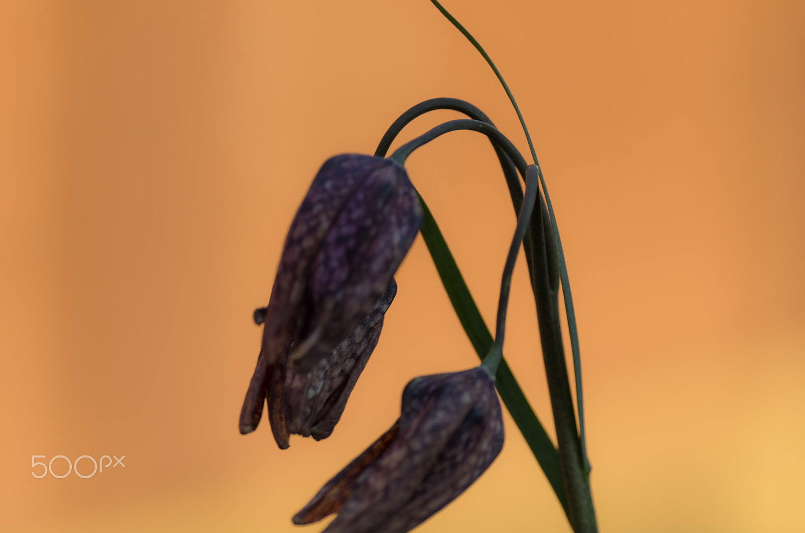 Pentax smc DA* 300mm F4.0 ED (IF) SDM sample photo. Light photography
