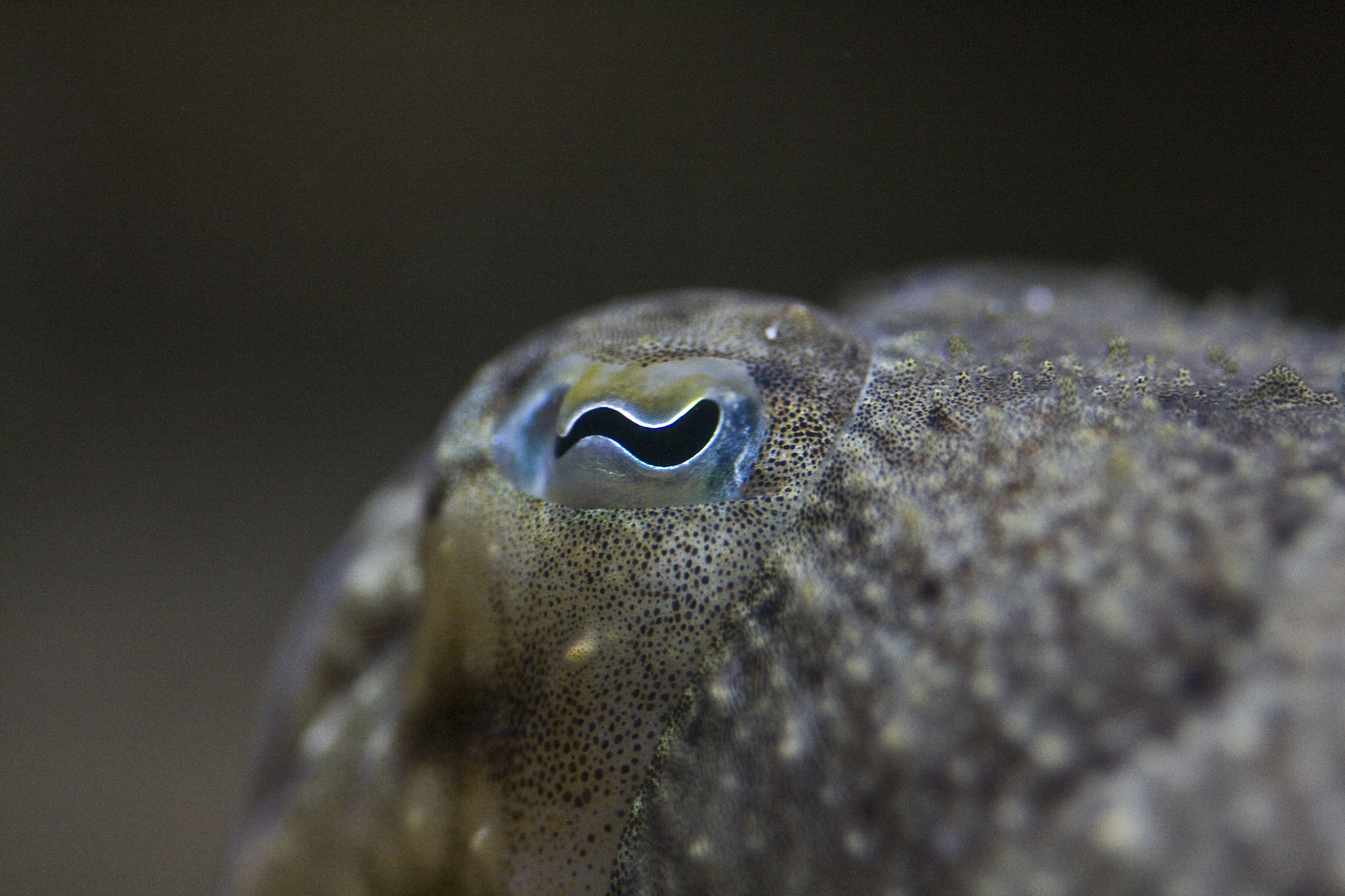 Canon EOS 400D (EOS Digital Rebel XTi / EOS Kiss Digital X) sample photo. Cuttlefish eye photography