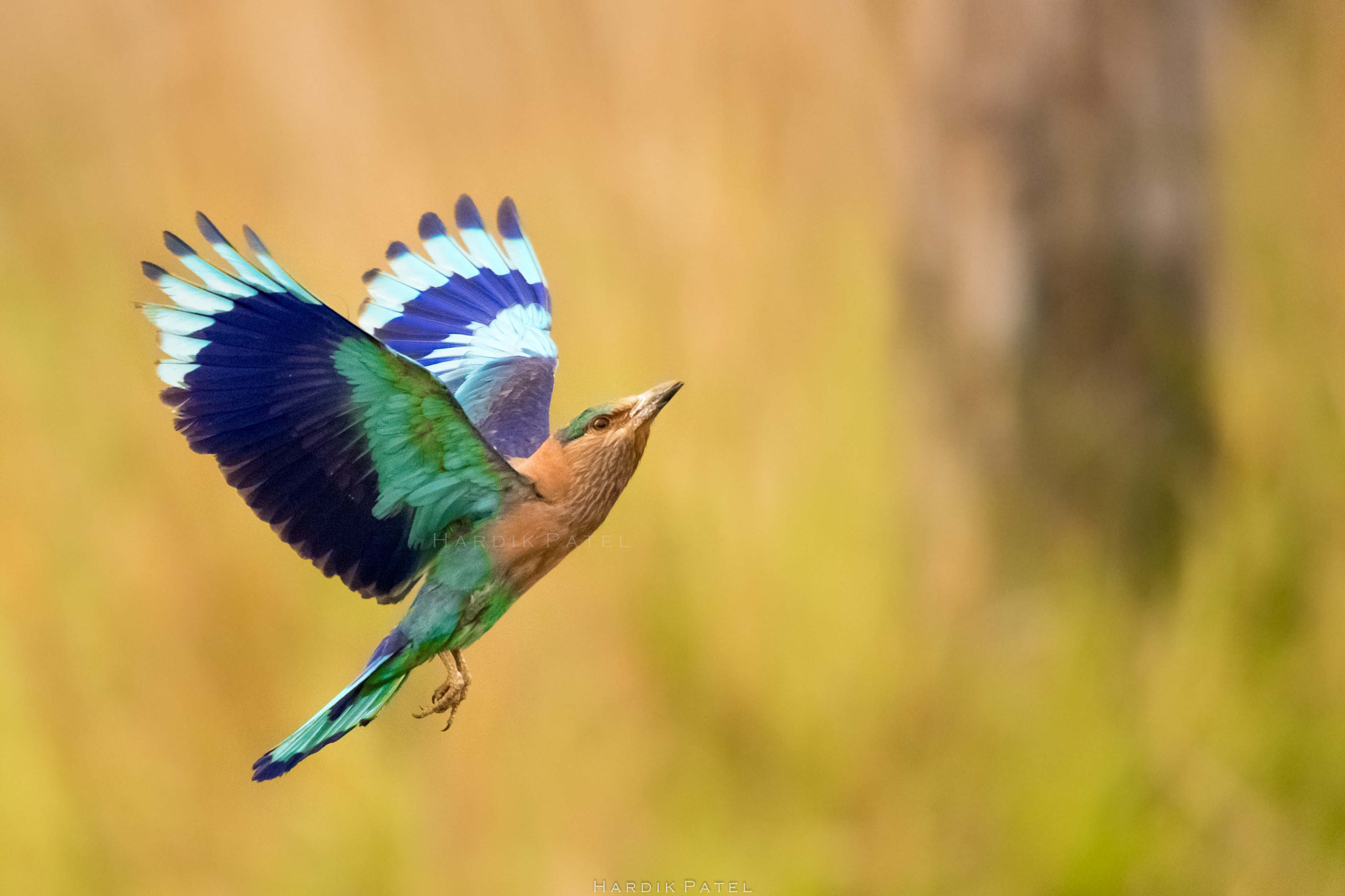 Nikon D5 sample photo. The flight... photography
