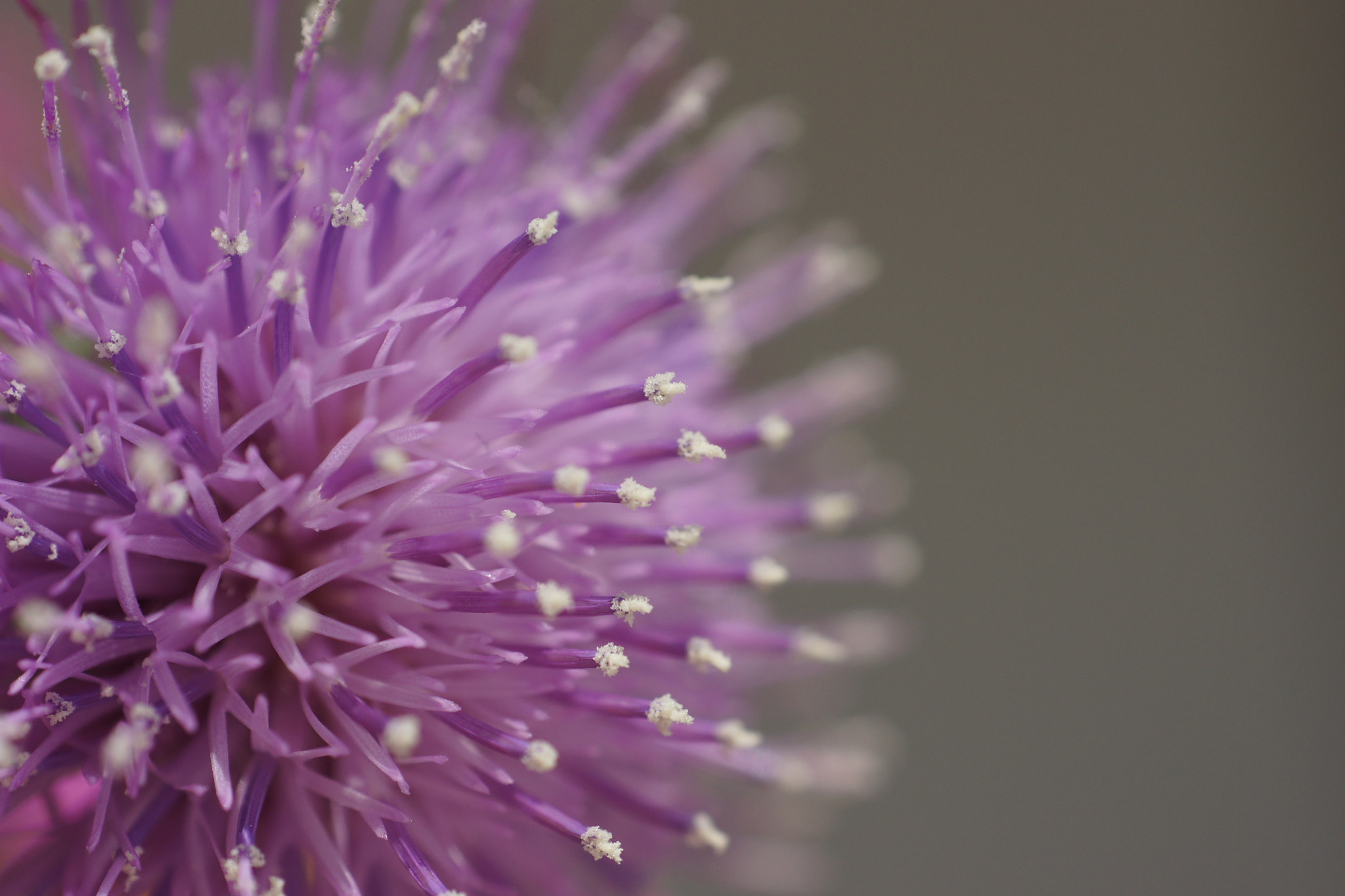 Sony Alpha DSLR-A500 + Minolta AF 50mm F1.7 New sample photo. Thistle details photography