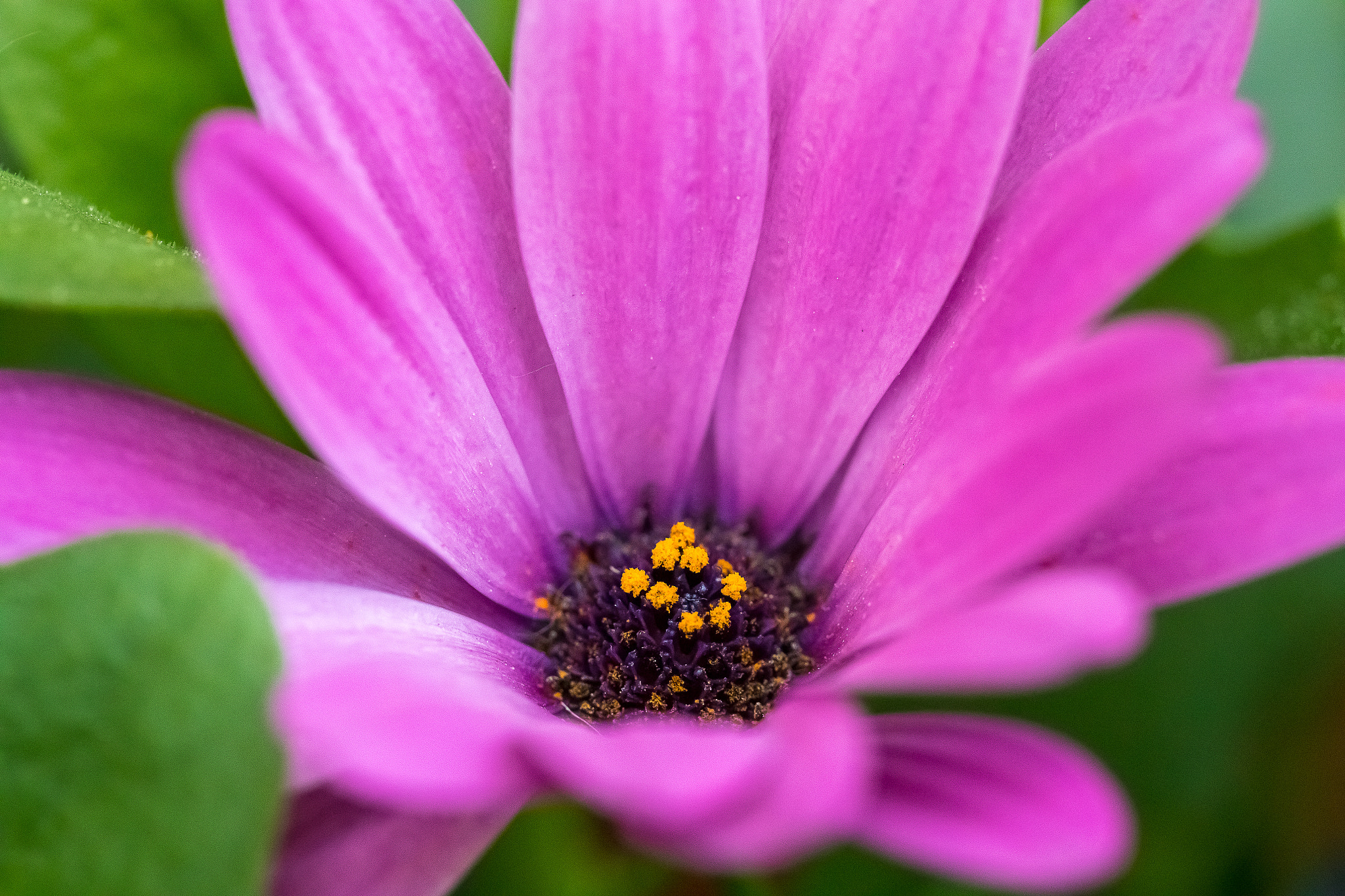 Canon EF 100mm F2.8 Macro USM sample photo. Flower violet photography